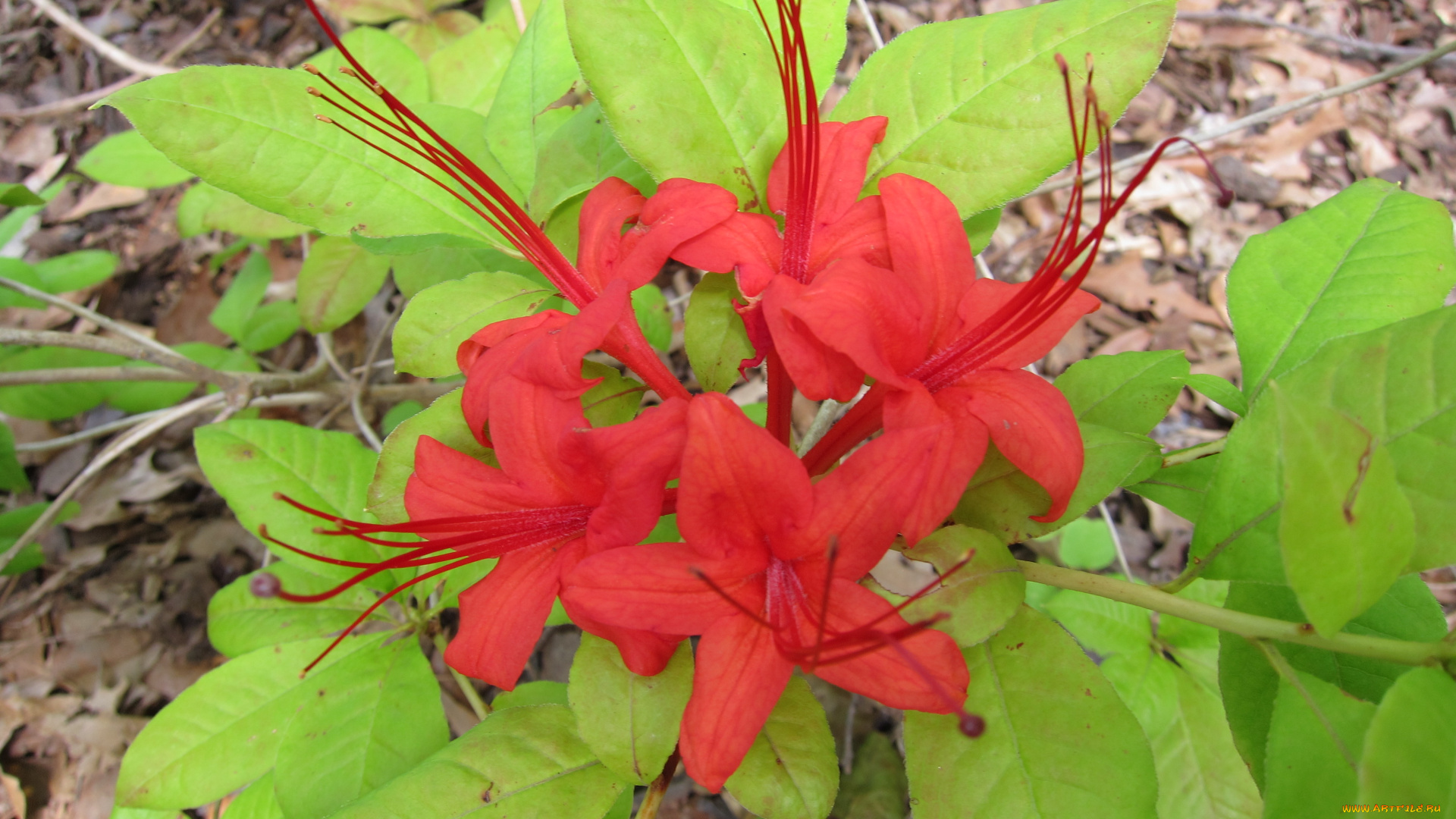 цветы, рододендроны, азалии, лепестки, листья