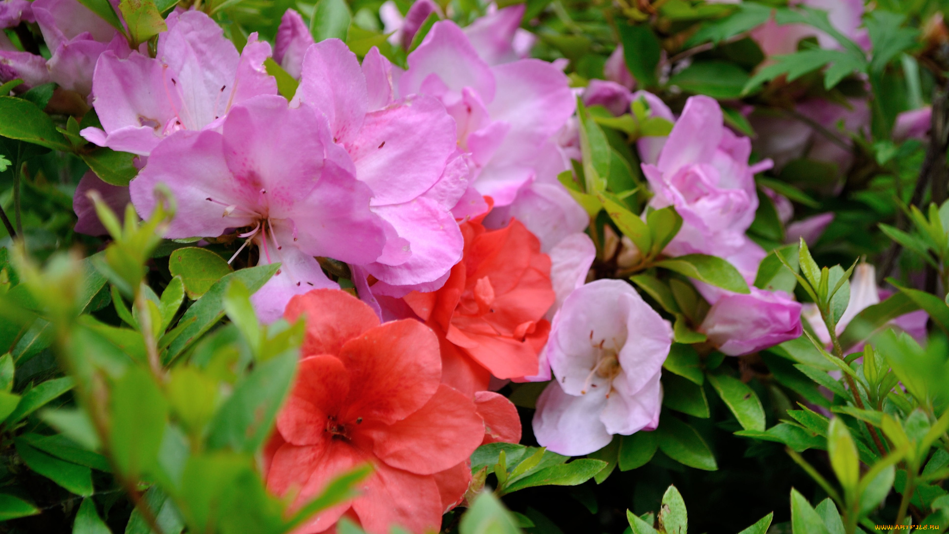 цветы, рододендроны, азалии, листья, лепестки