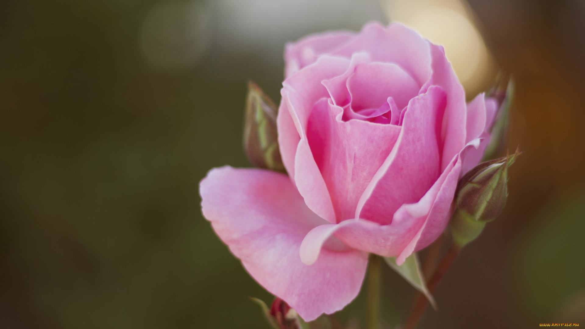 цветы, розы, бутон