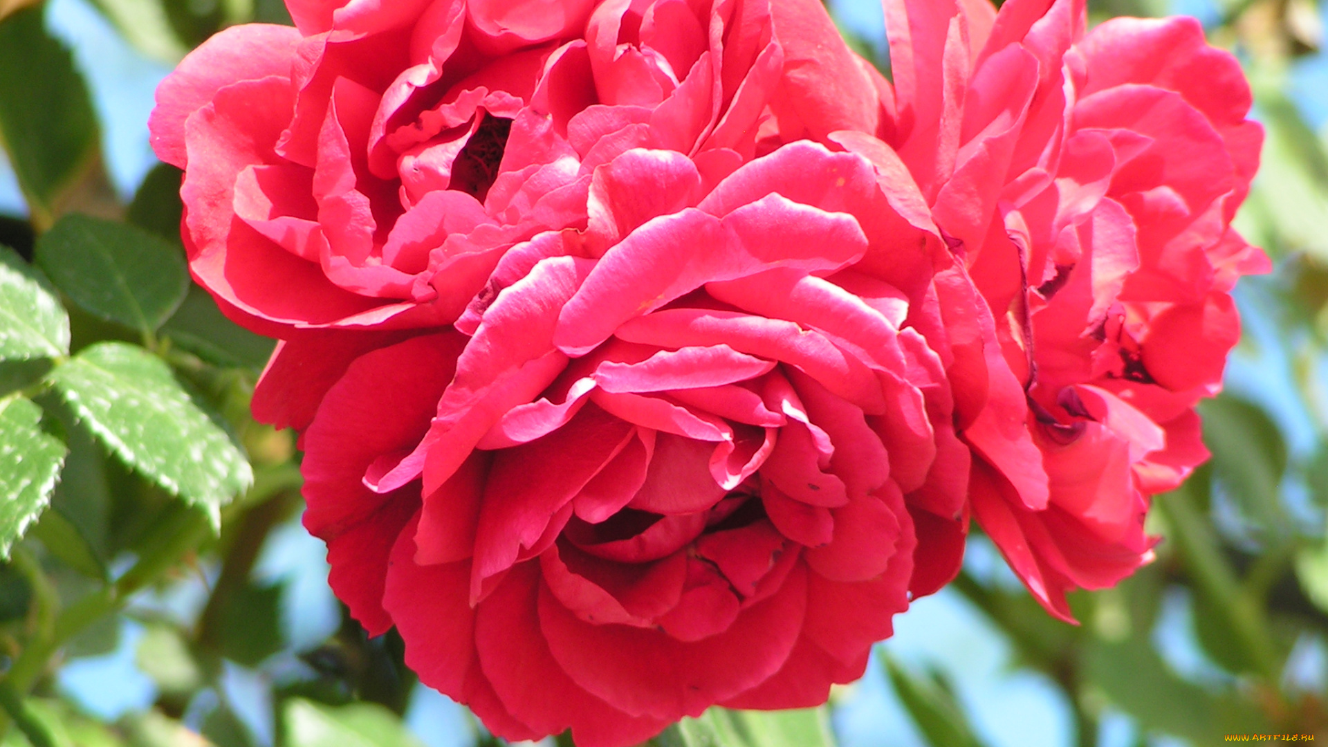 цветы, розы, лепестки, листья