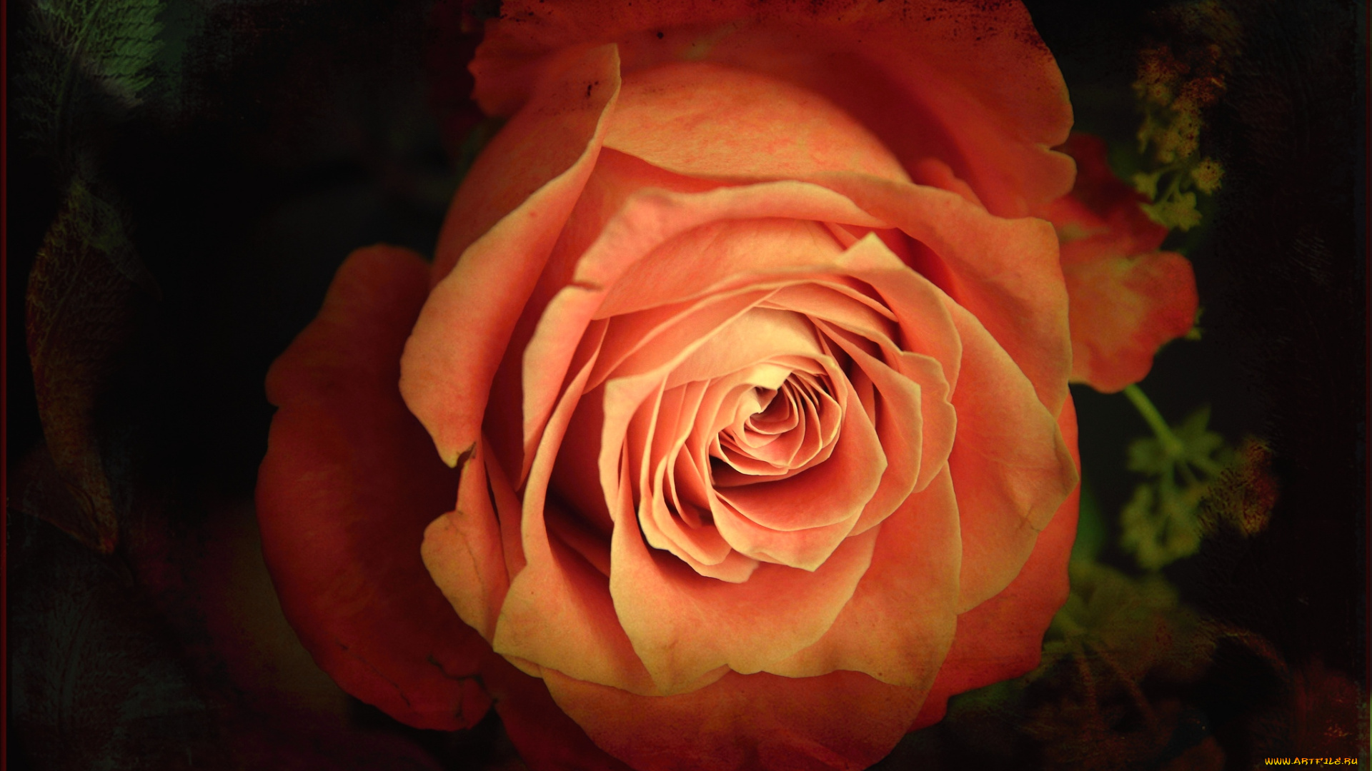 цветы, розы, макро