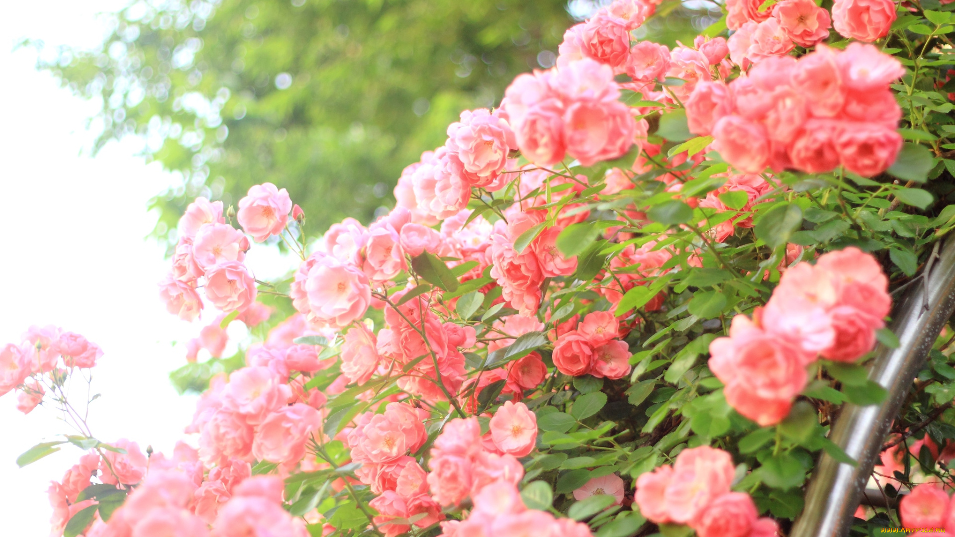 цветы, розы, много, розовый