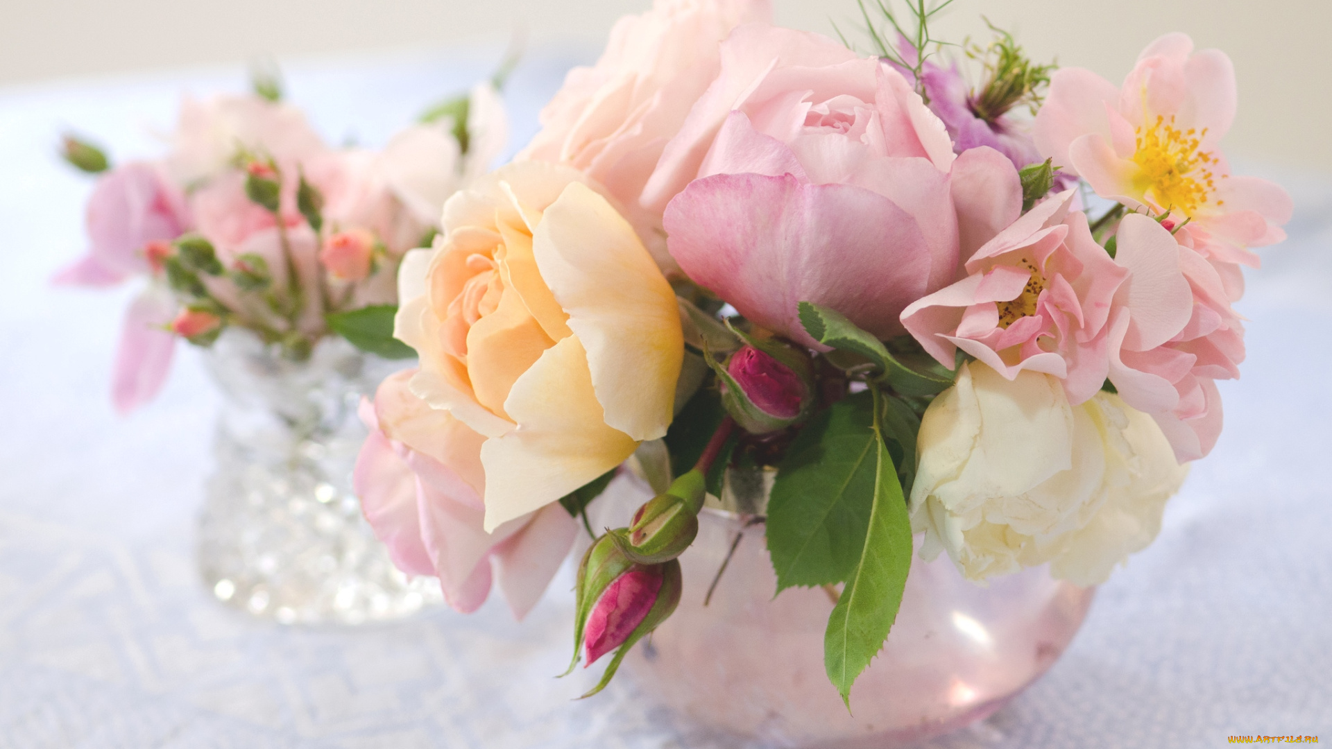 цветы, розы, розовый