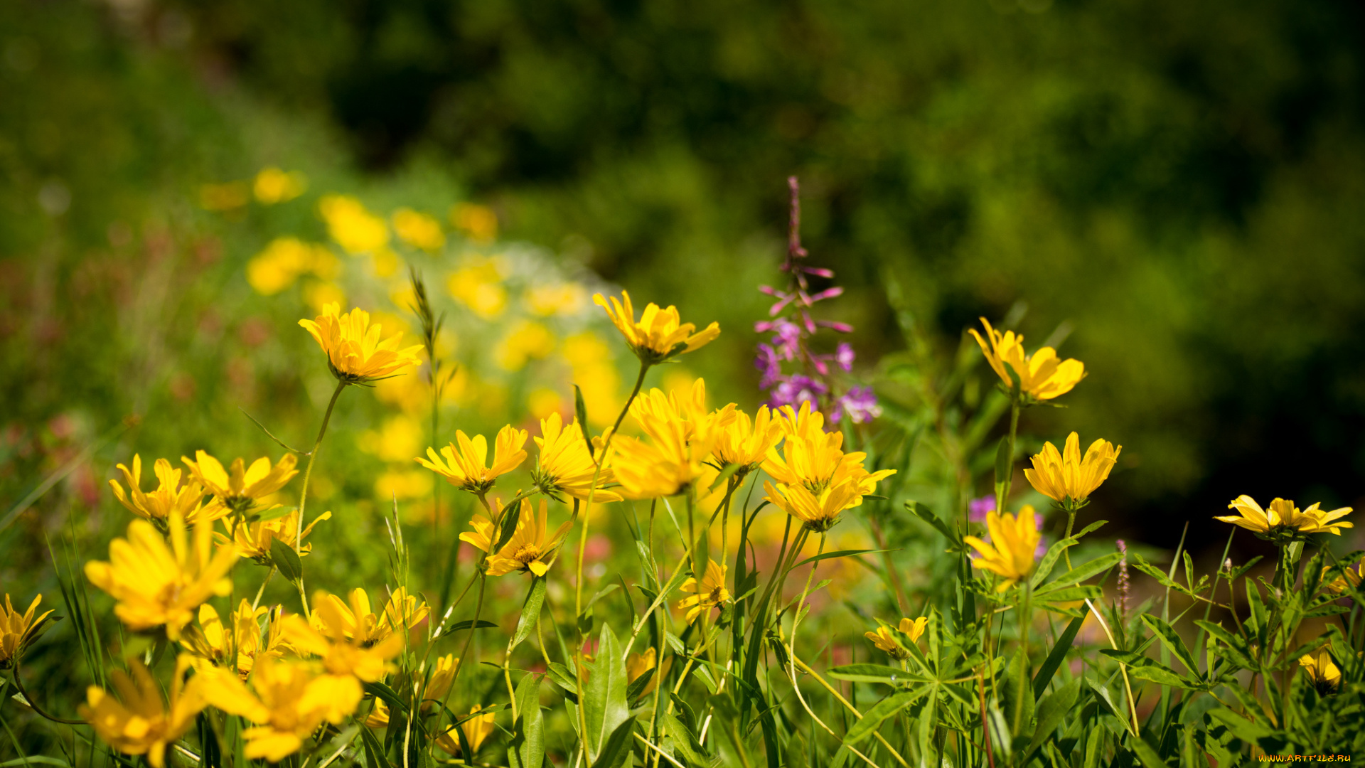 цветы, желтый