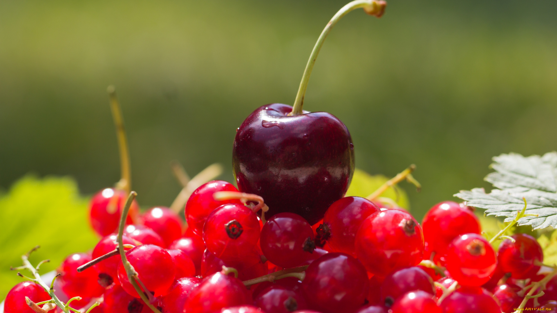 еда, фрукты, ягоды, красная, смородина, вишня