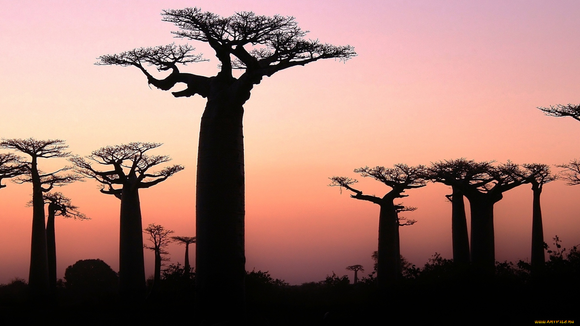 природа, деревья, вечер, заря, саванна, баобабы
