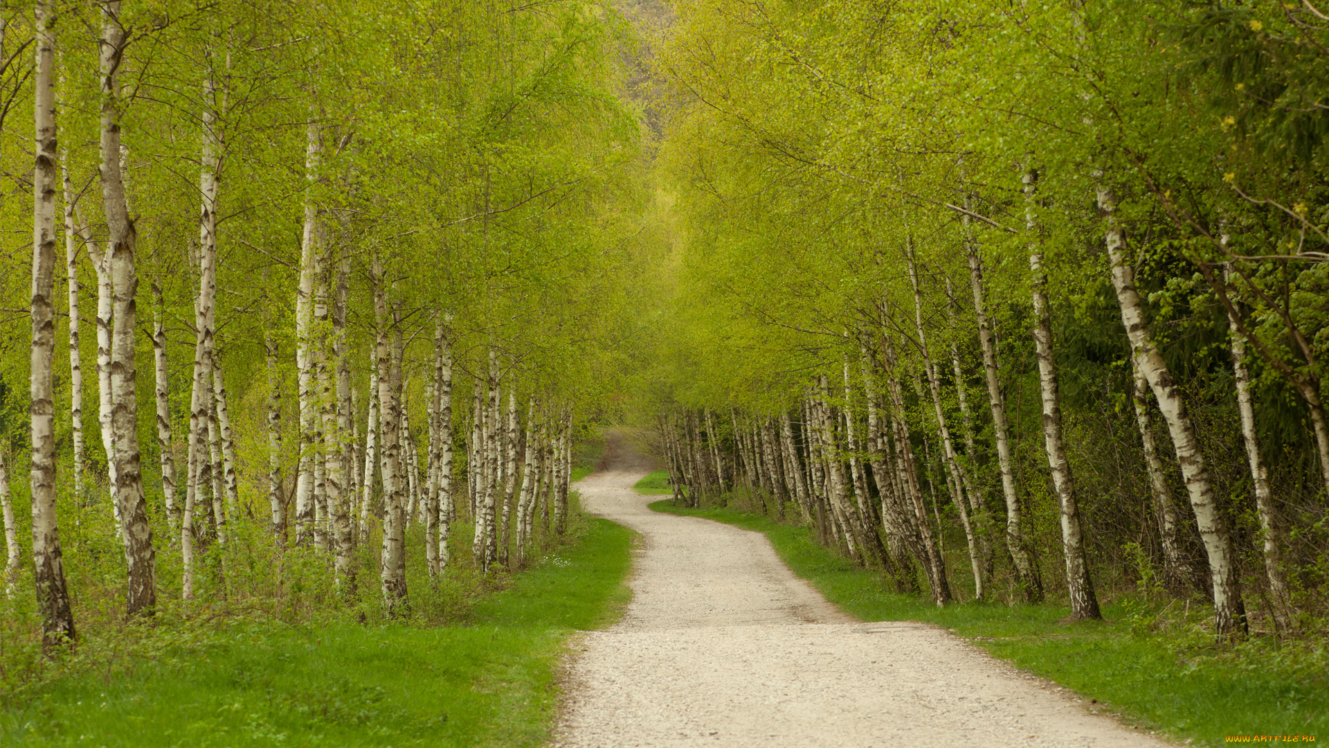 природа, дороги, дорога, деревья, зелень