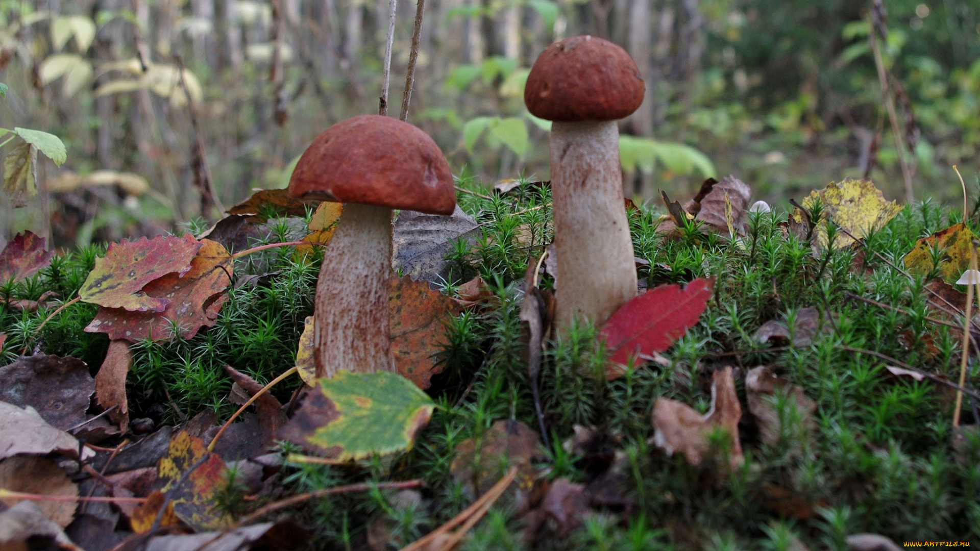 природа, грибы, лес, трава, дары, леса