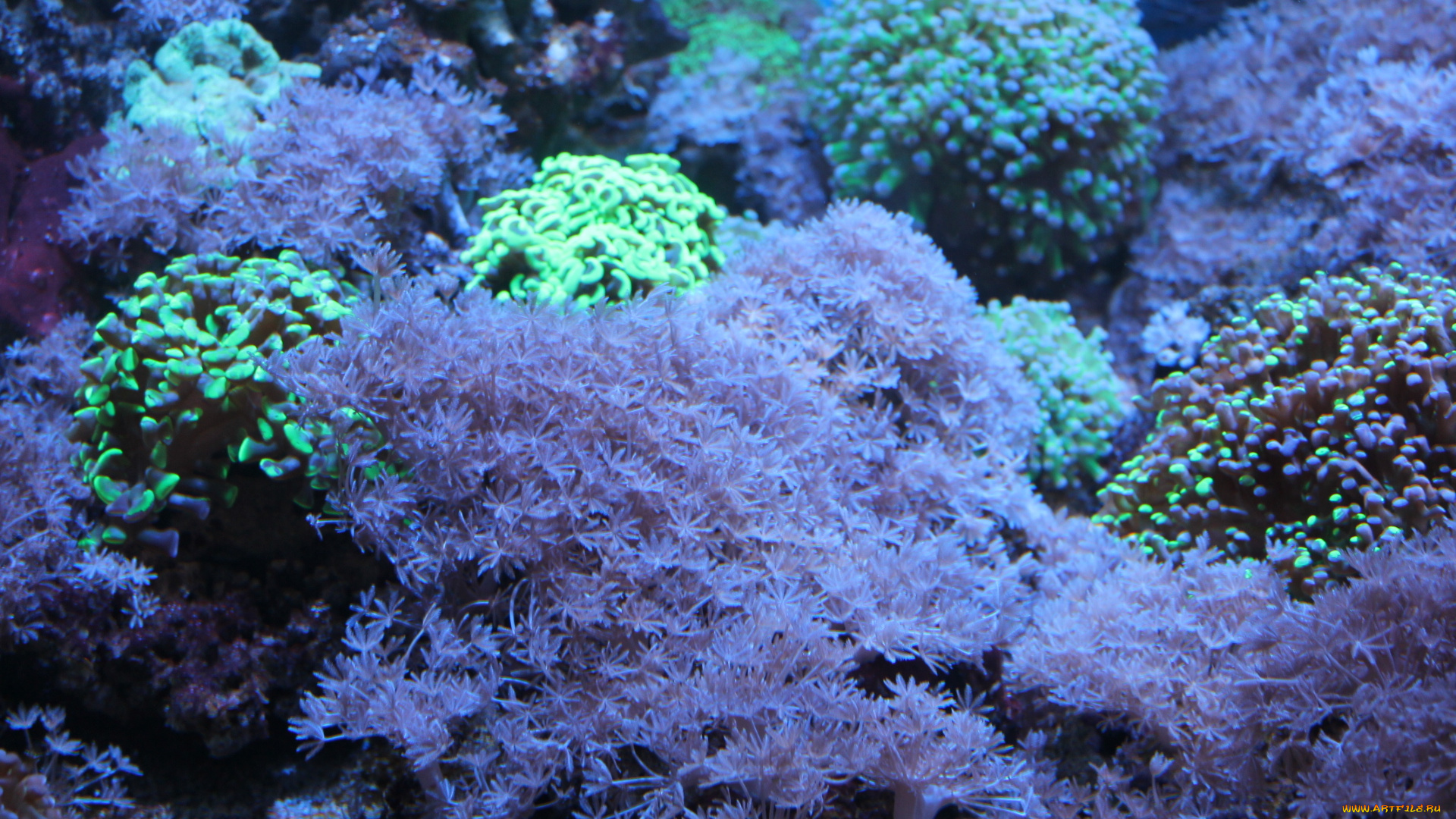 природа, морские, глубины, аквариум