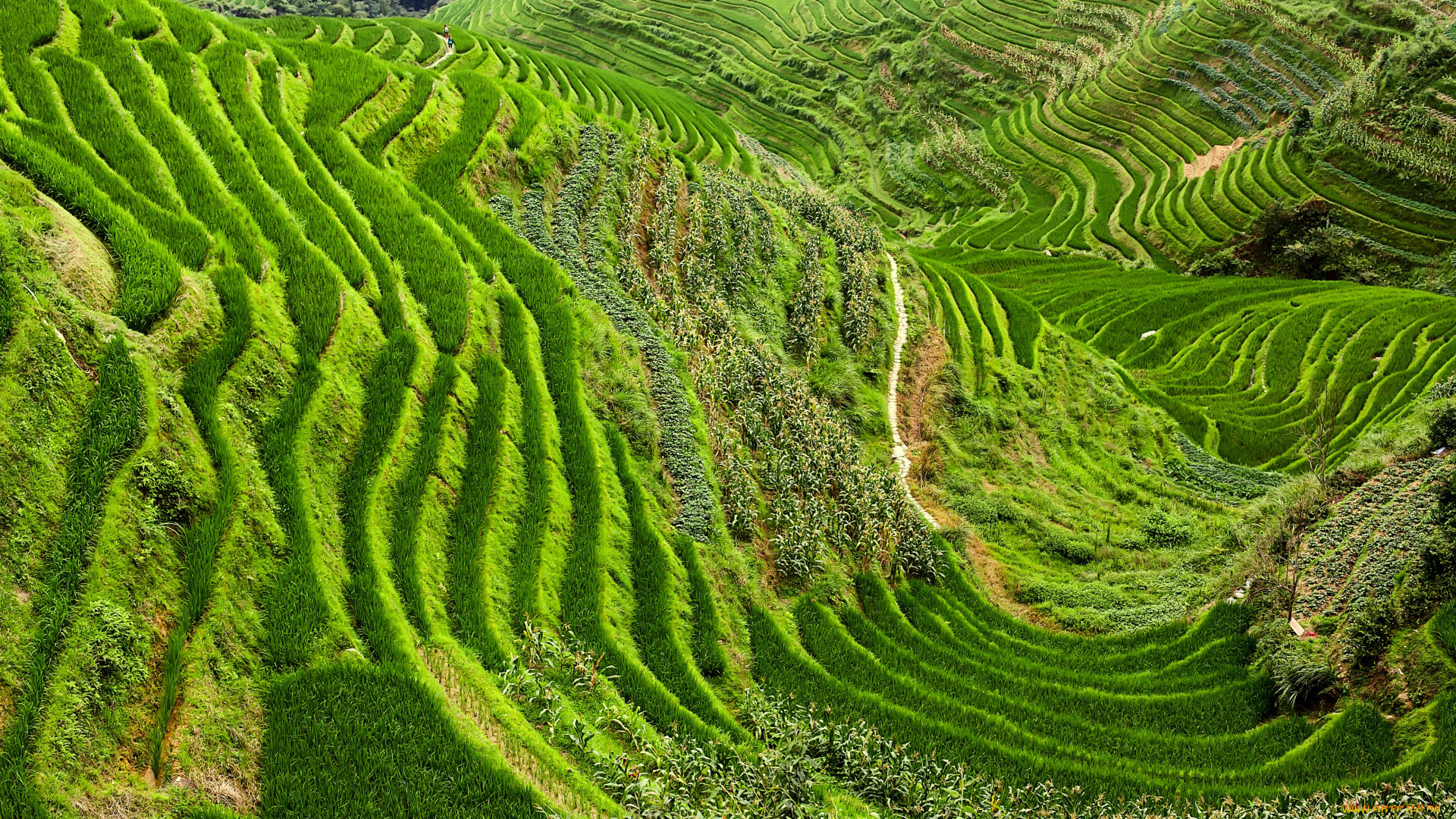 природа, поля, рисовые, китай, шанхай