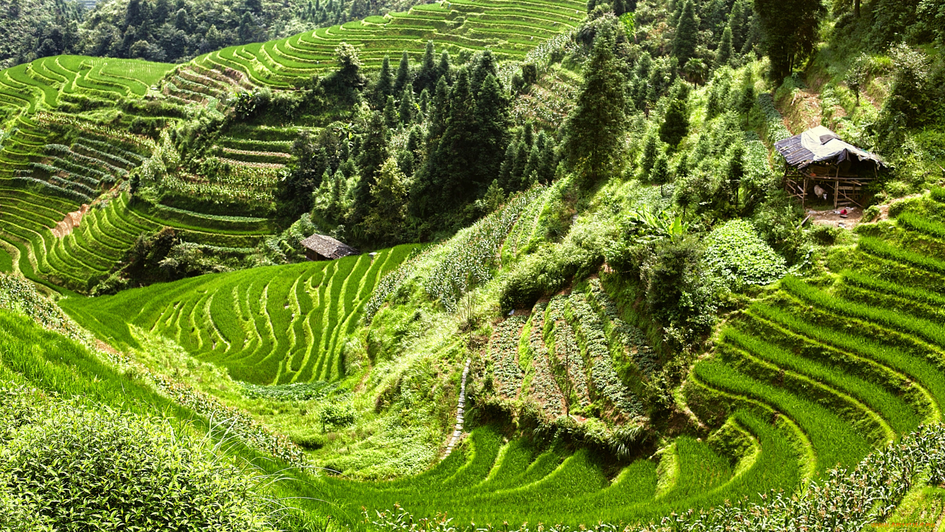 природа, поля, шанхай, рисовые, китай