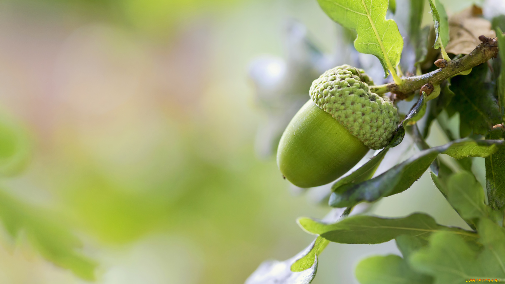 природа, шишки, жёлуди, каштаны, жёлудь, дуб, листья, макро