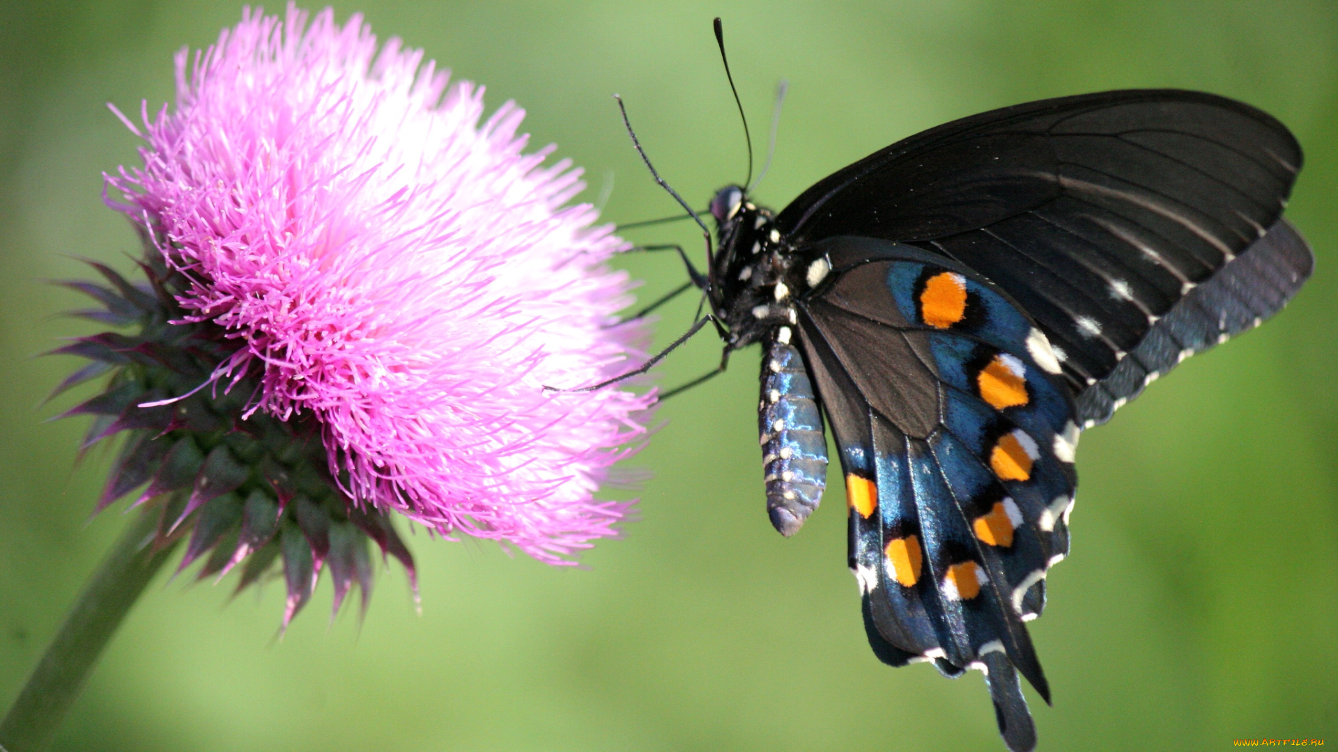 животные, бабочки, крылья