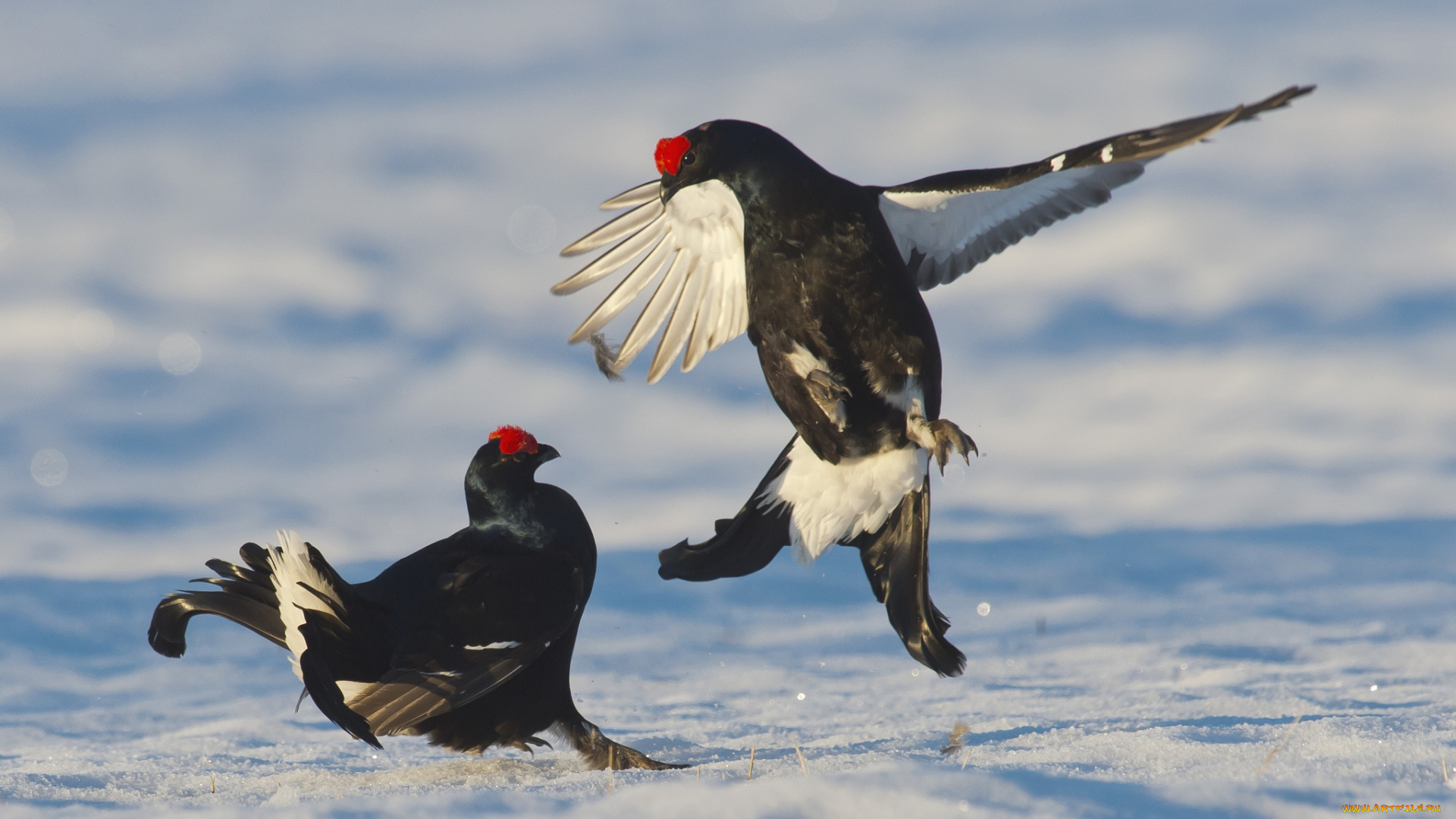 животные, глухари, тетерева, фазаны, бой