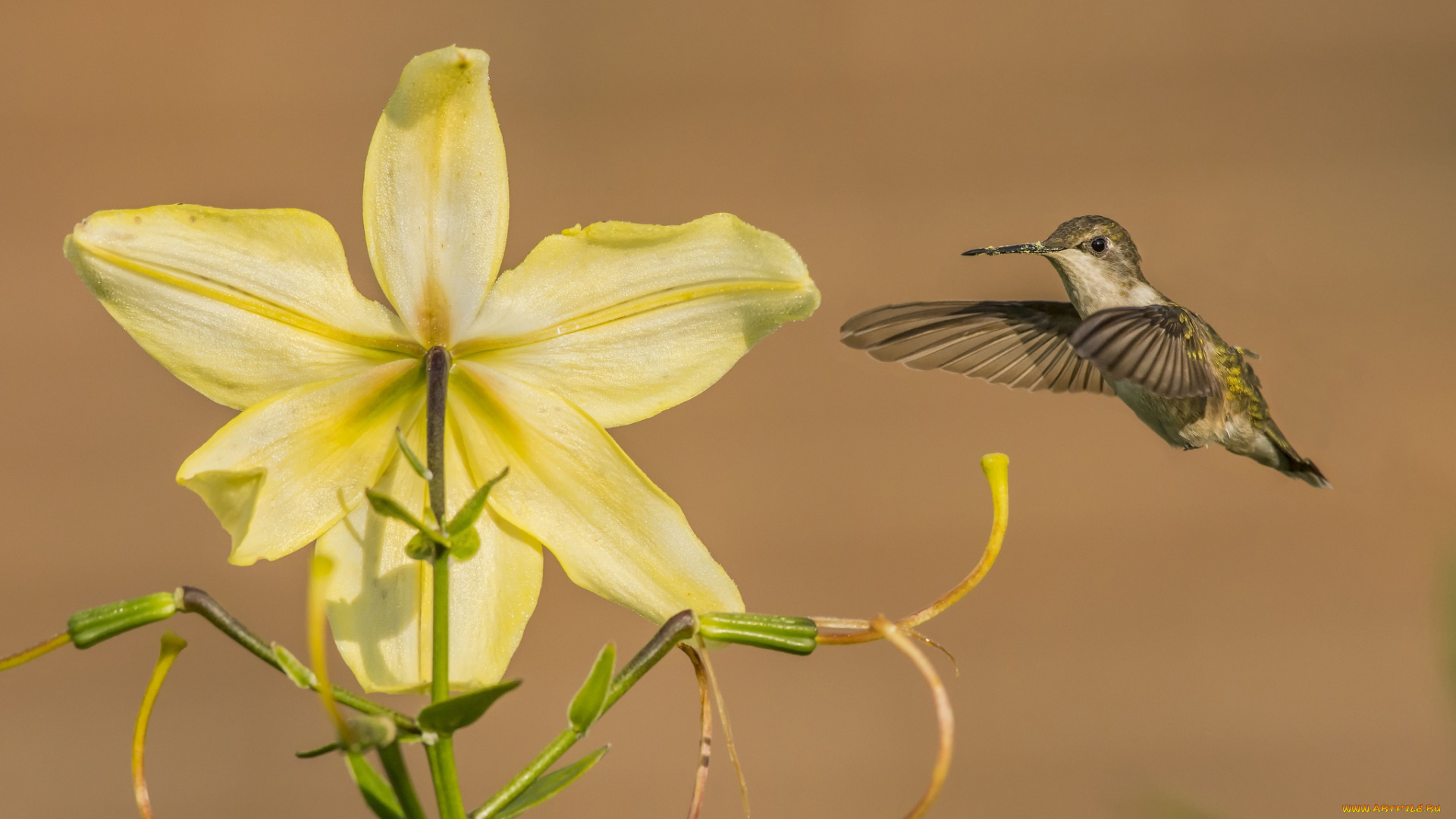 животные, колибри, лилия, полет, кроха