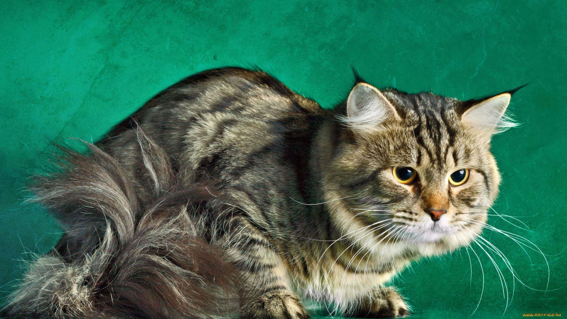 животные, коты, котэ