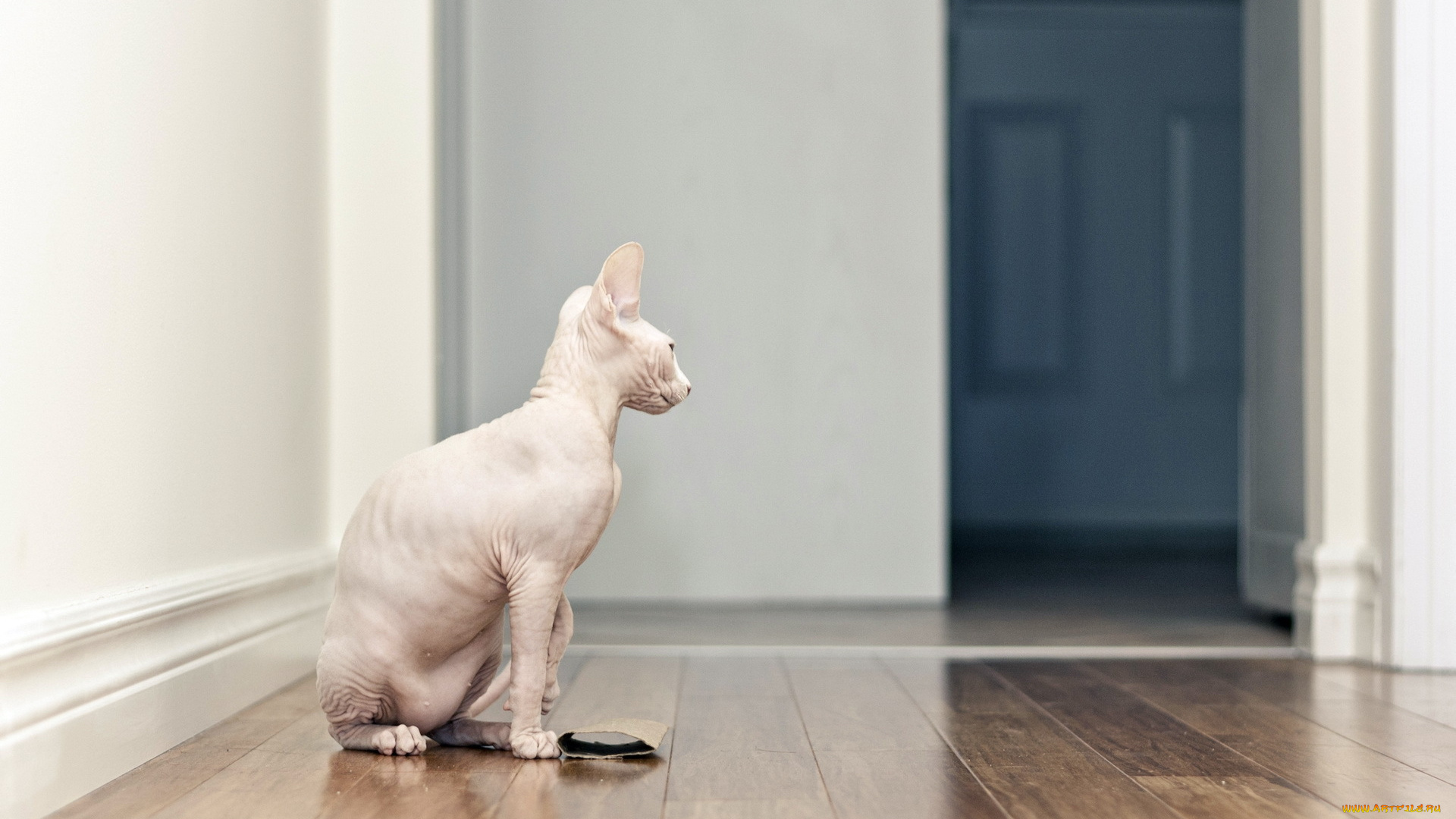 животные, коты, сфинкс, кошка, дом