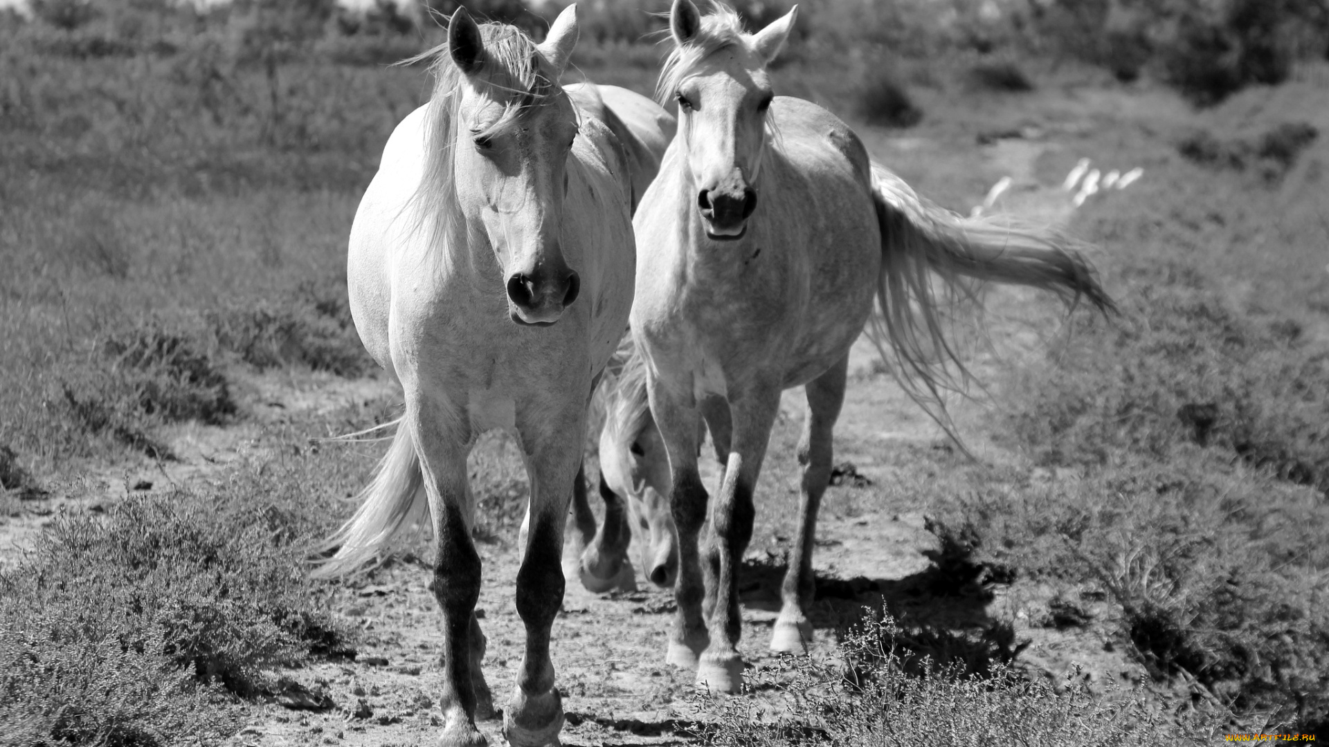 животные, лошади, кони