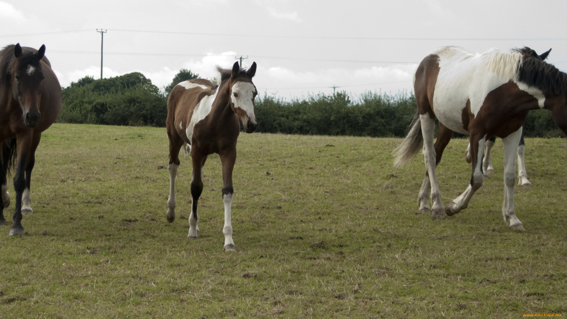 животные, лошади, луг