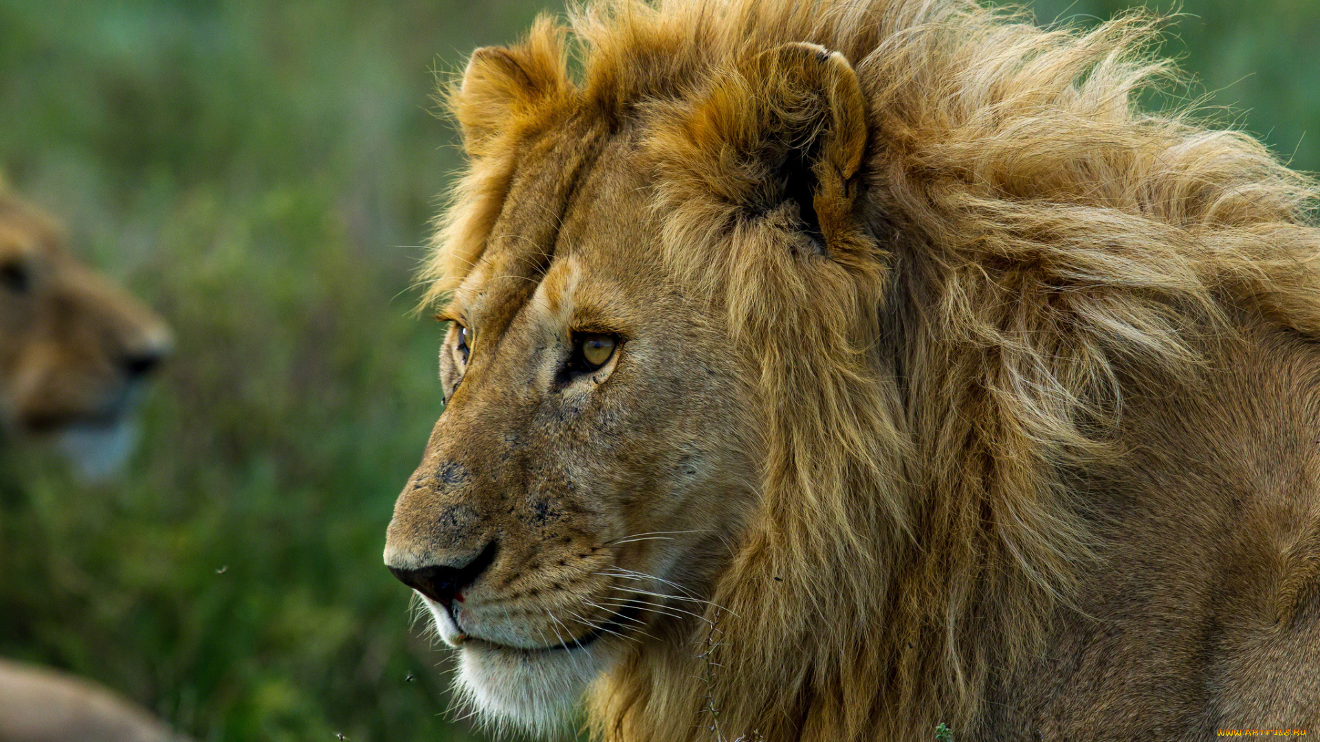 животные, львы, царь, грива
