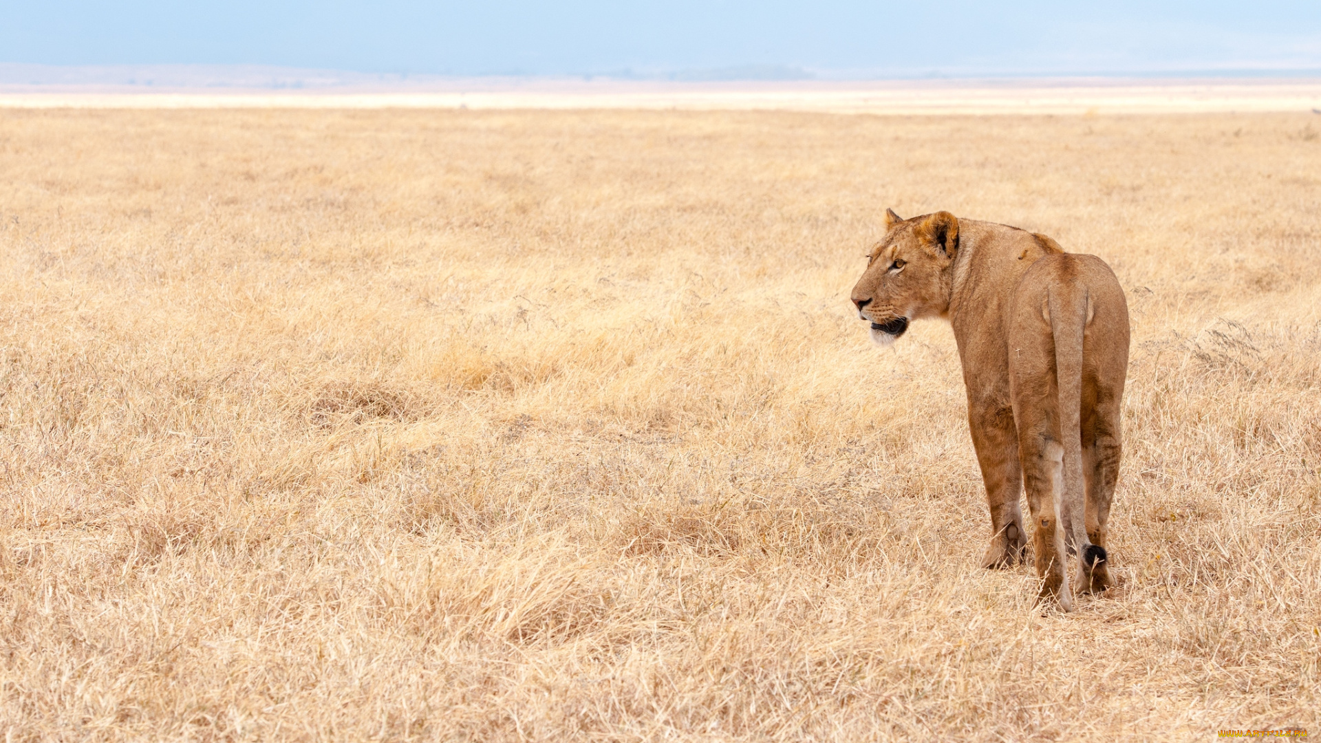 животные, львы, львица