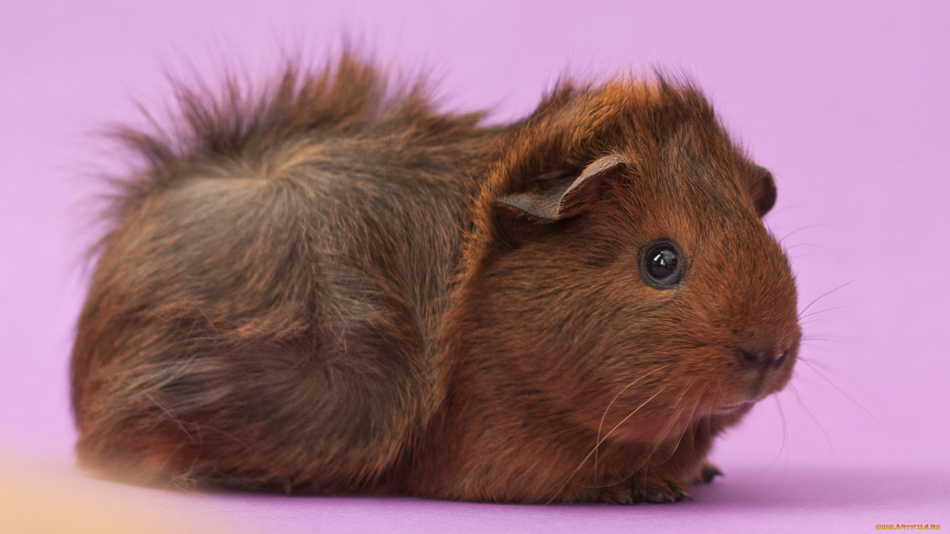 животные, морские, свинки, хомяки, морская, свинка