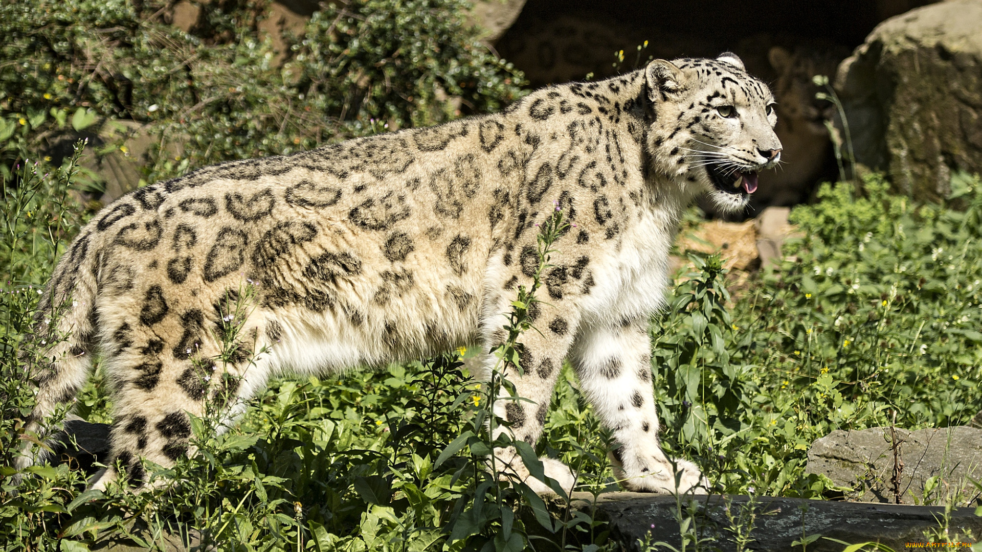 животные, снежный, барс, ирбис