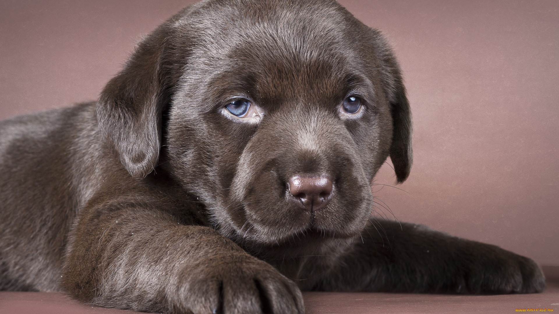 животные, собаки, щенок, лабрадор