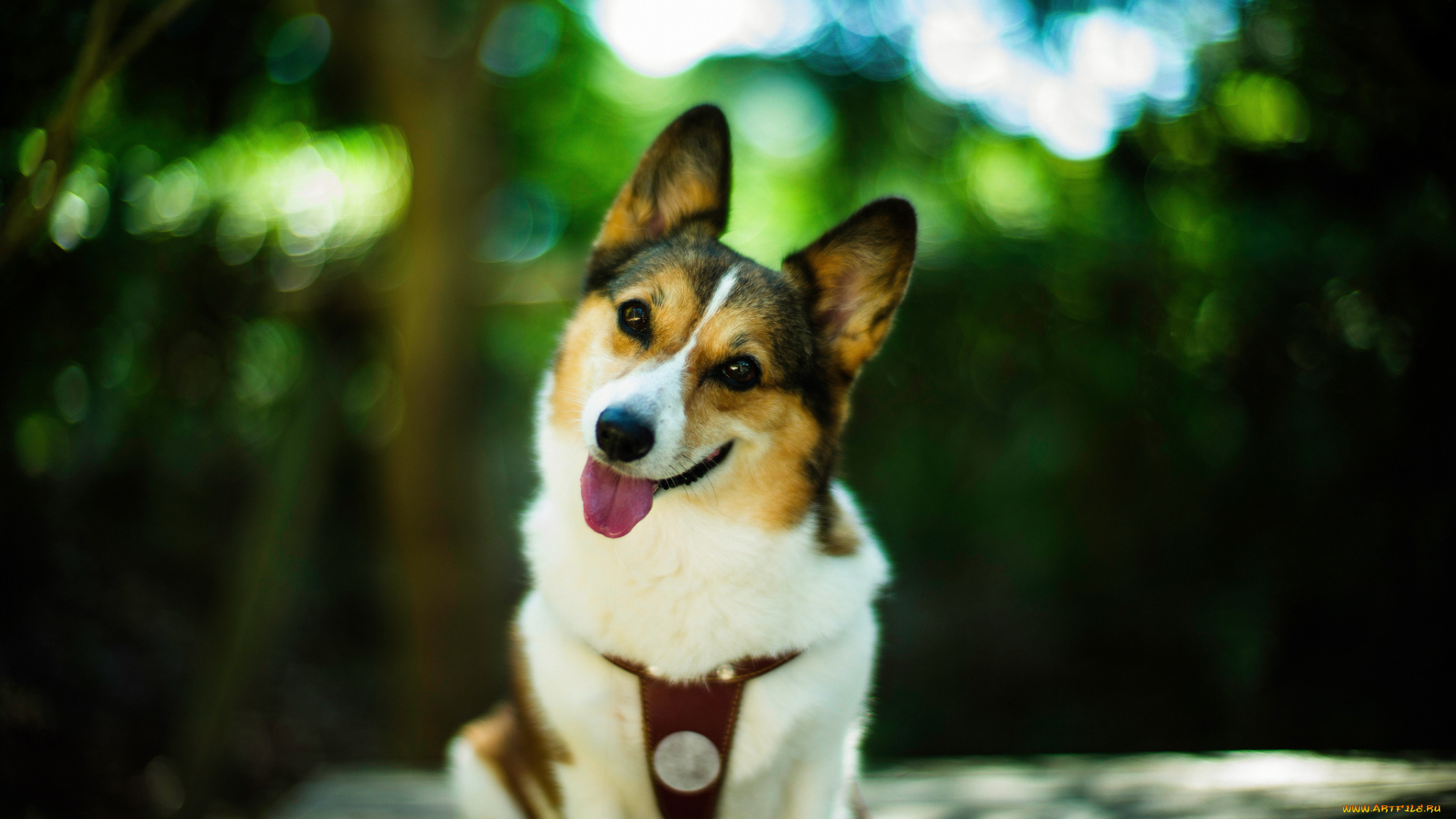 животные, собаки, взгляд, улыбка