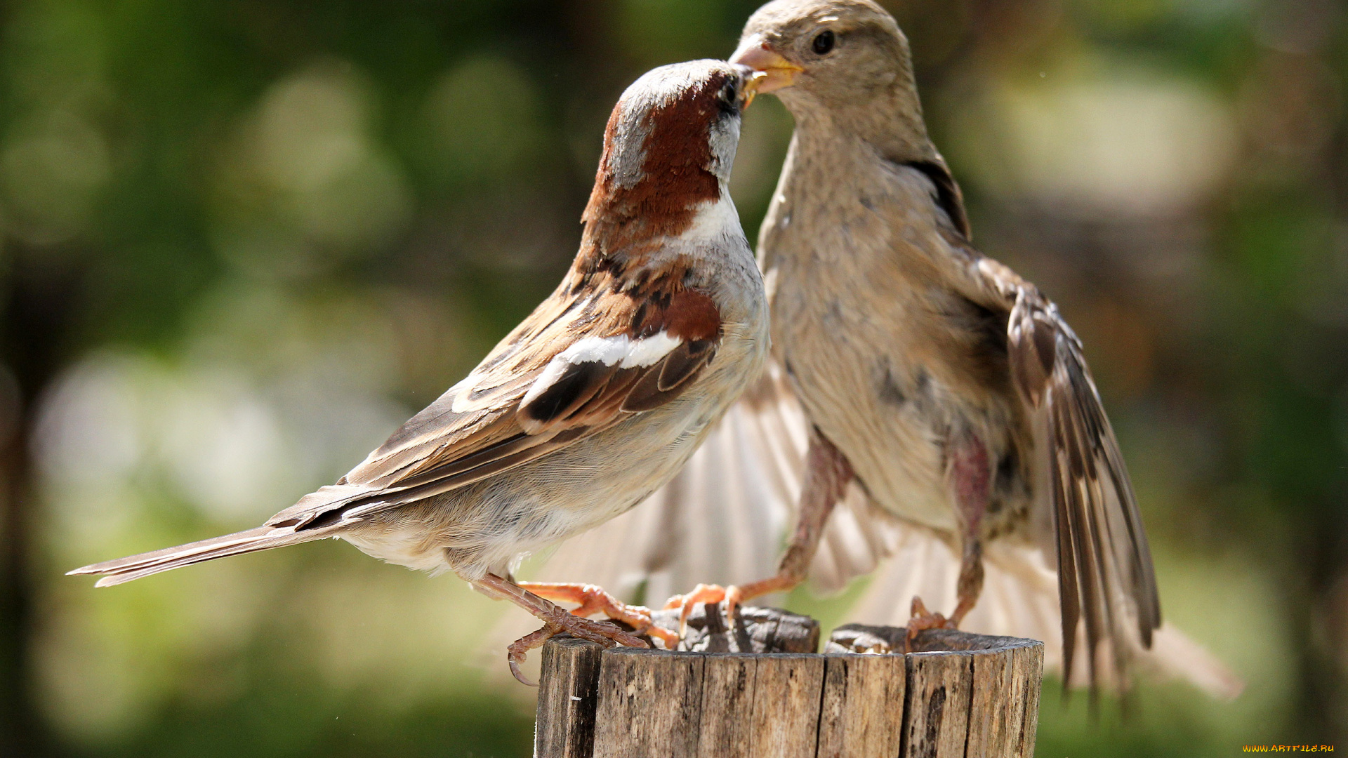 животные, воробьи