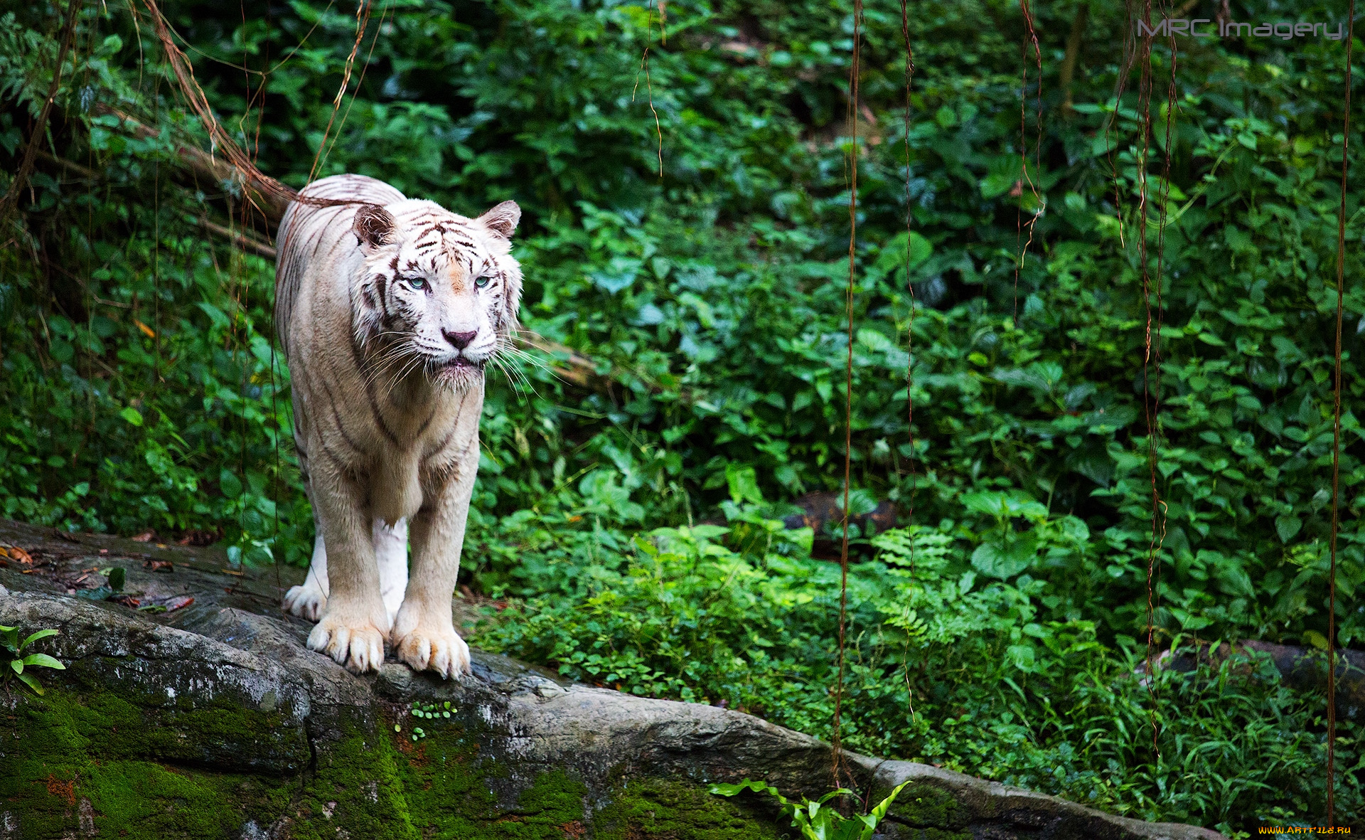 животные, тигры, кошка, хищник