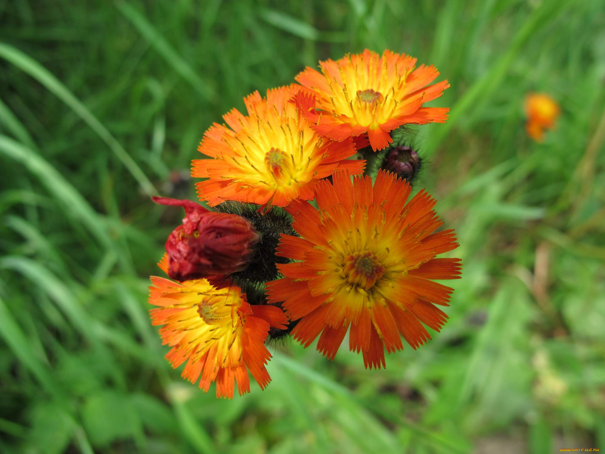 цветы, луговые, полевые, листья, лепестки