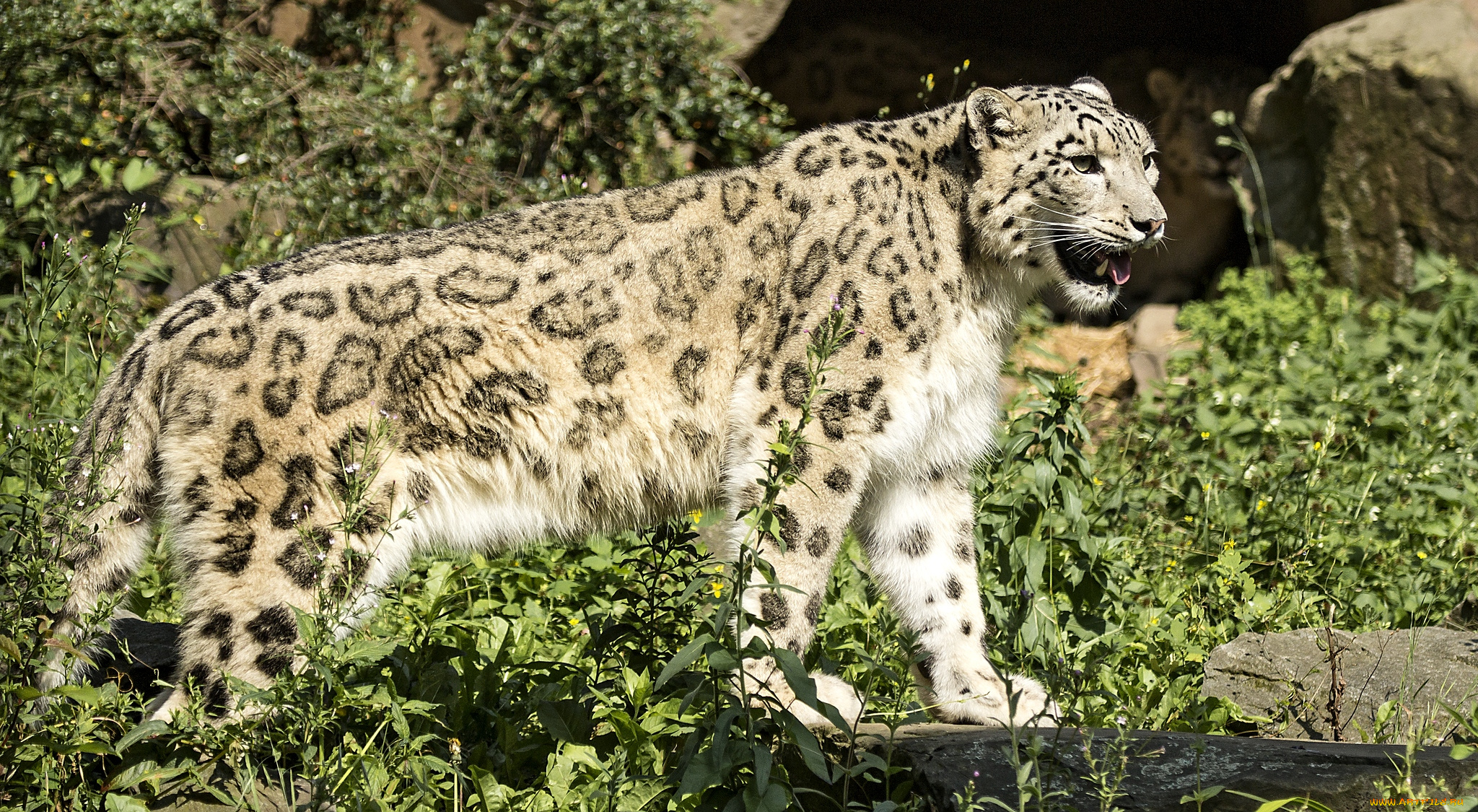 животные, снежный, барс, ирбис