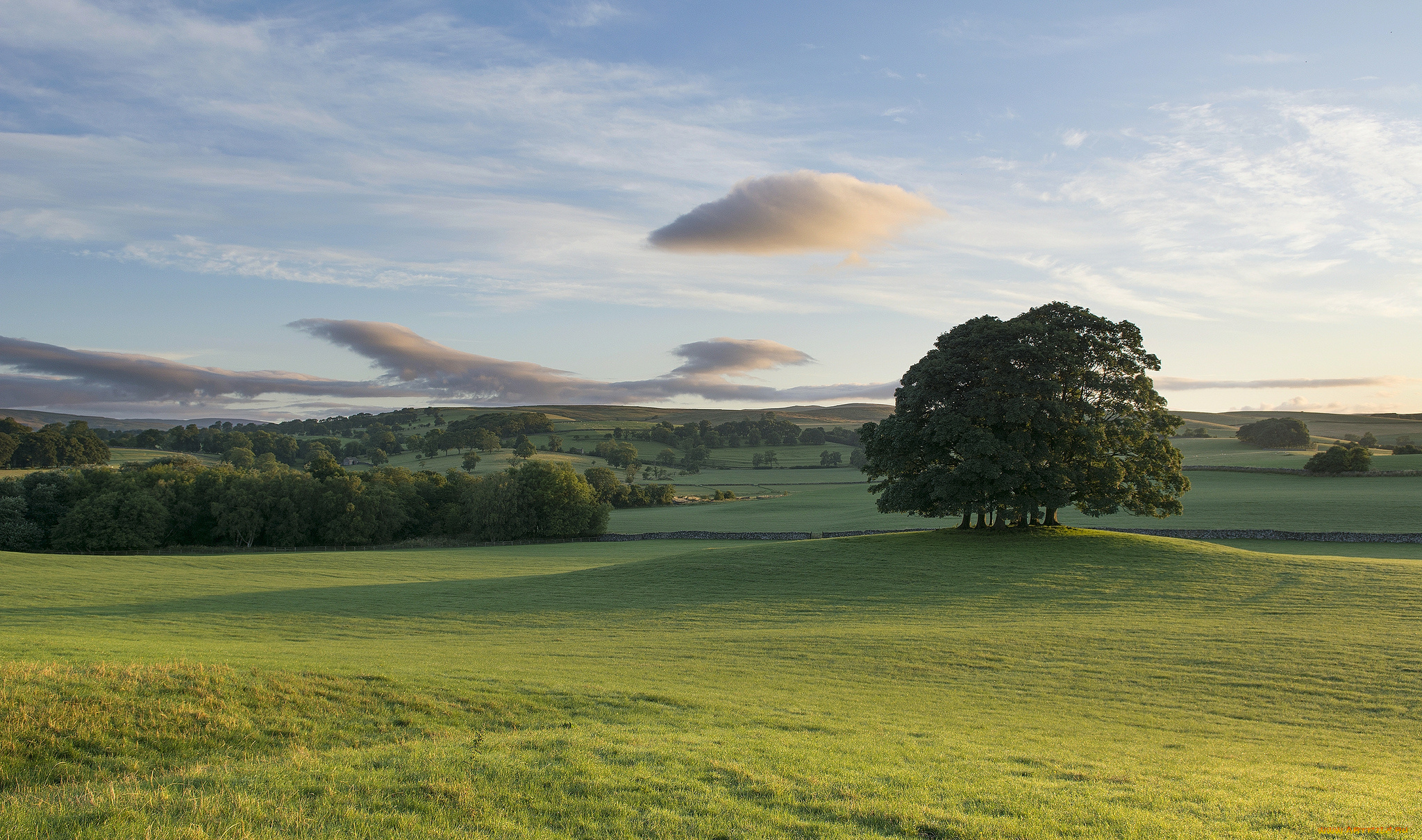 природа, луга, деревья, пейзаж