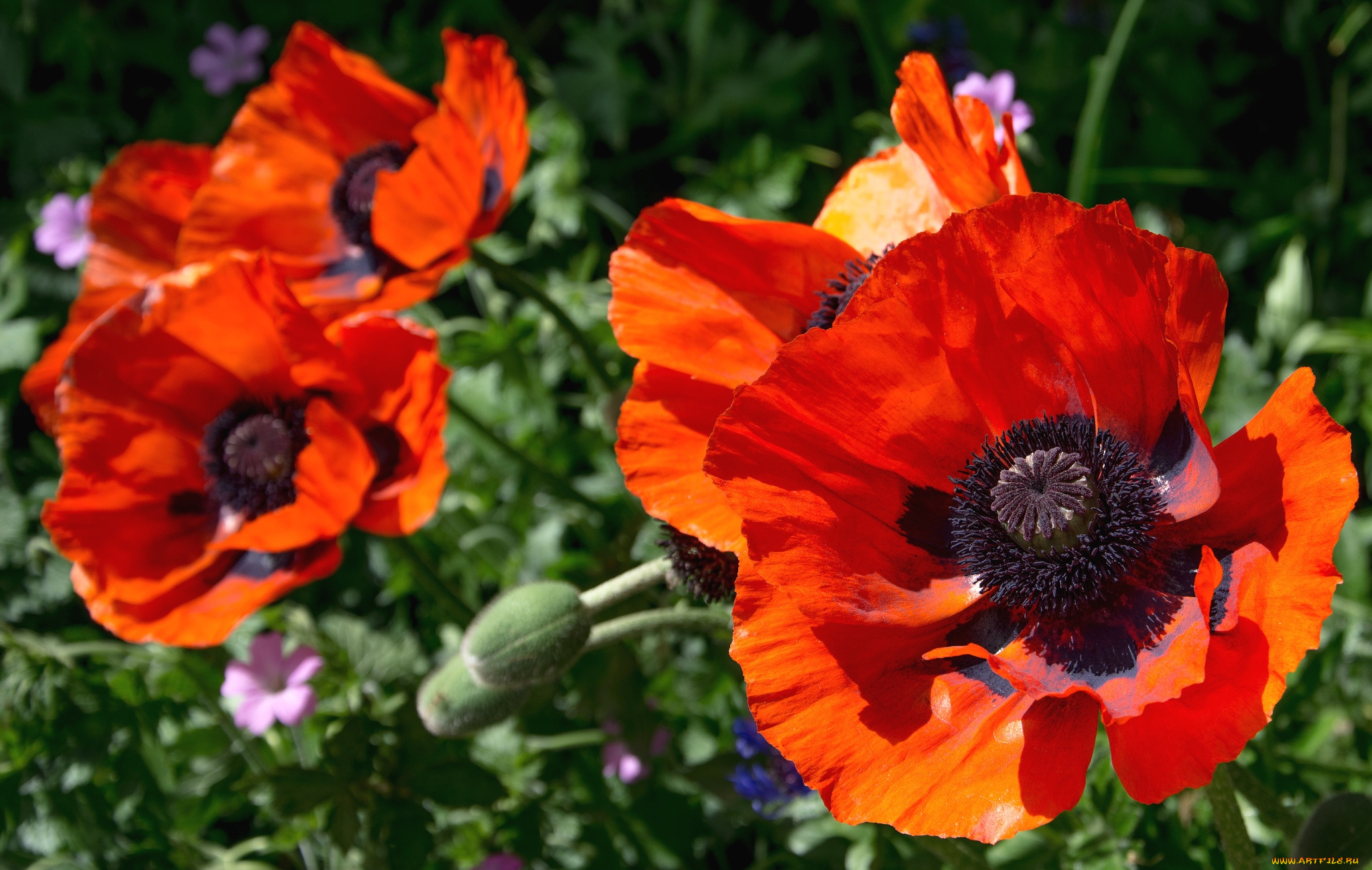 цветы, маки, макро