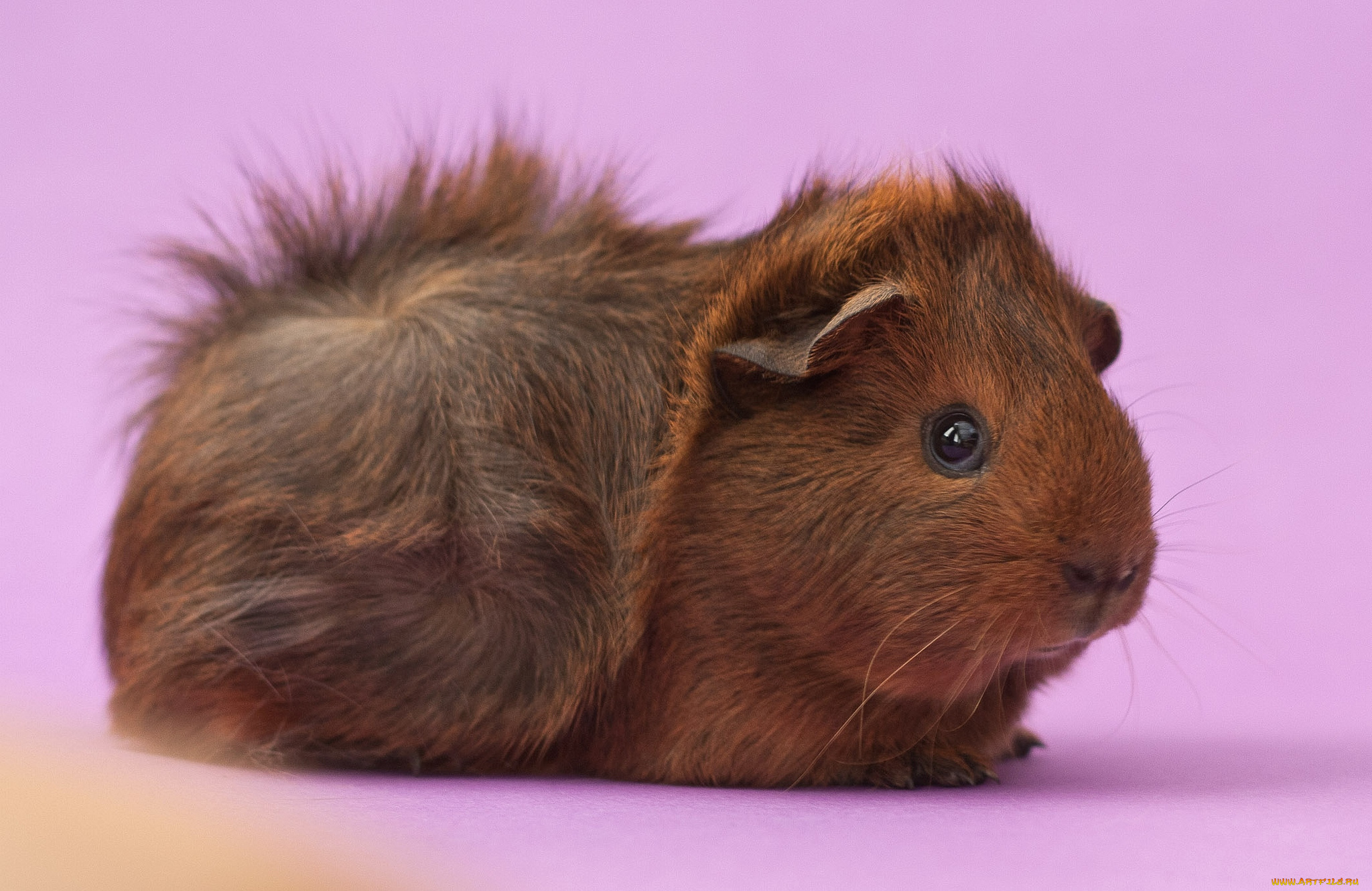 животные, морские, свинки, хомяки, морская, свинка