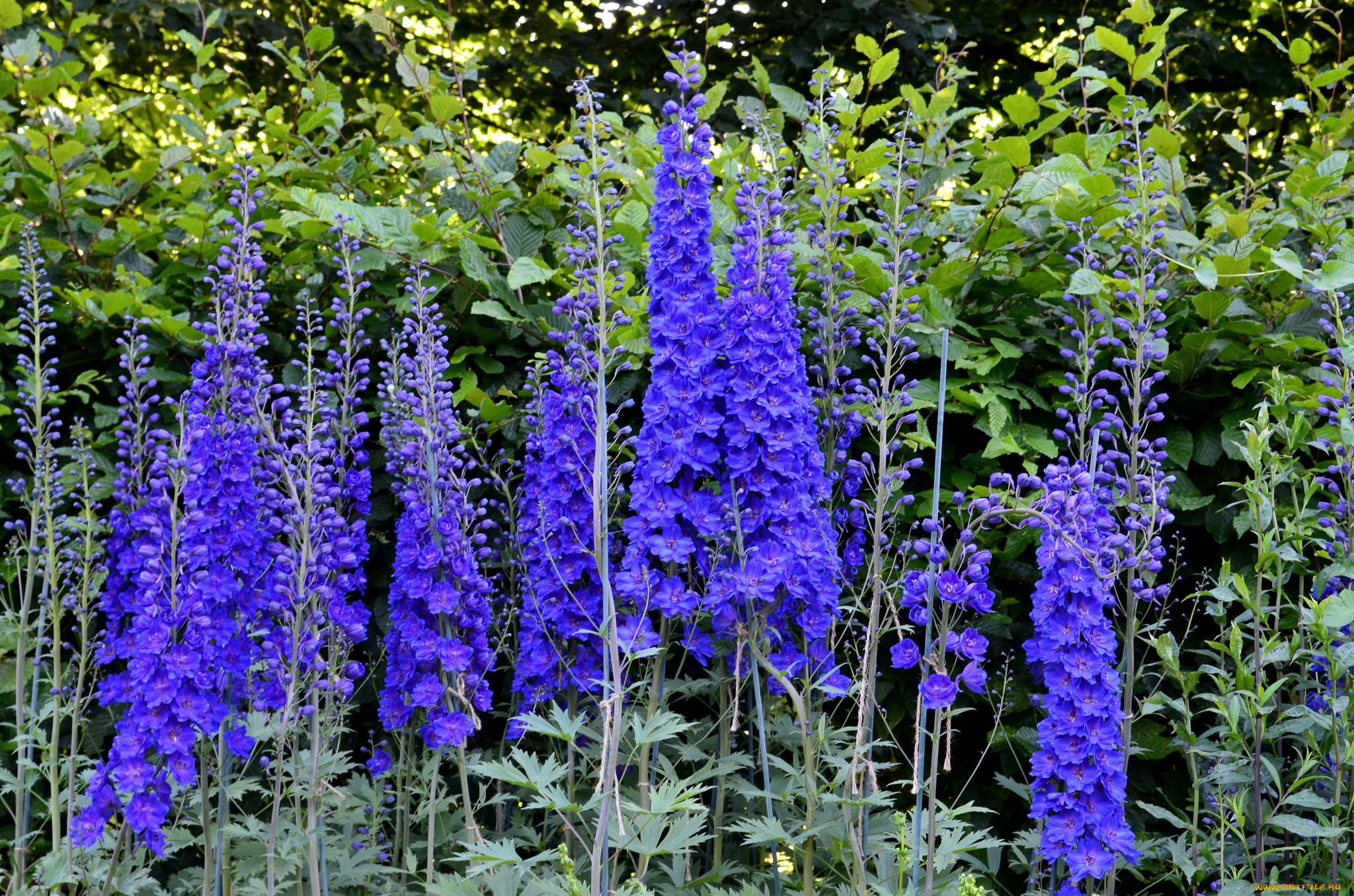 цветы, дельфиниум, синий