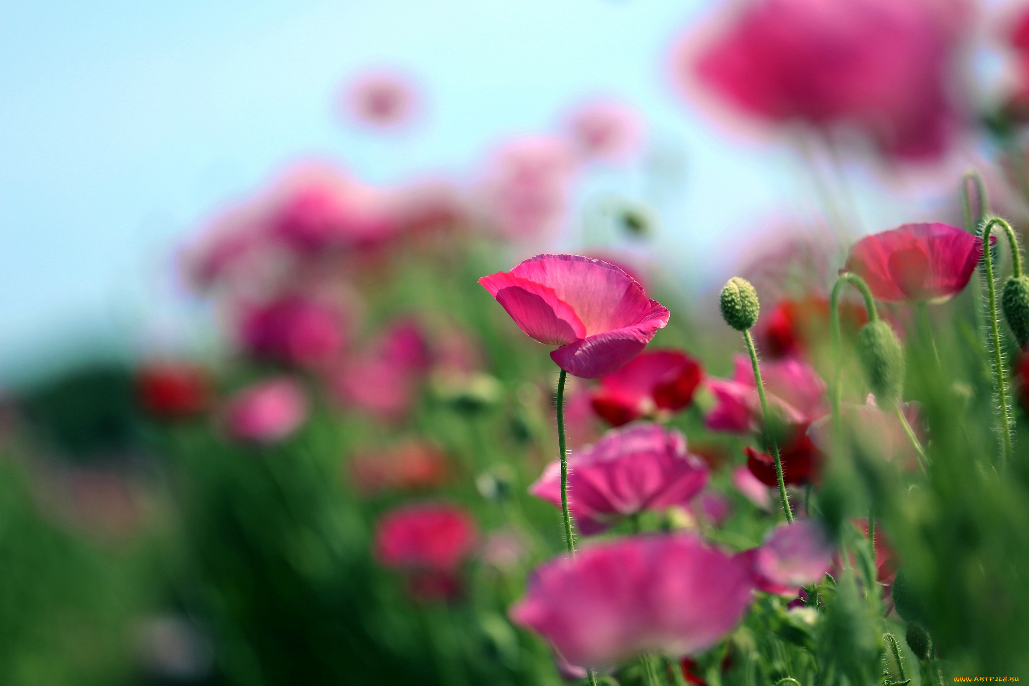 цветы, маки, розовый