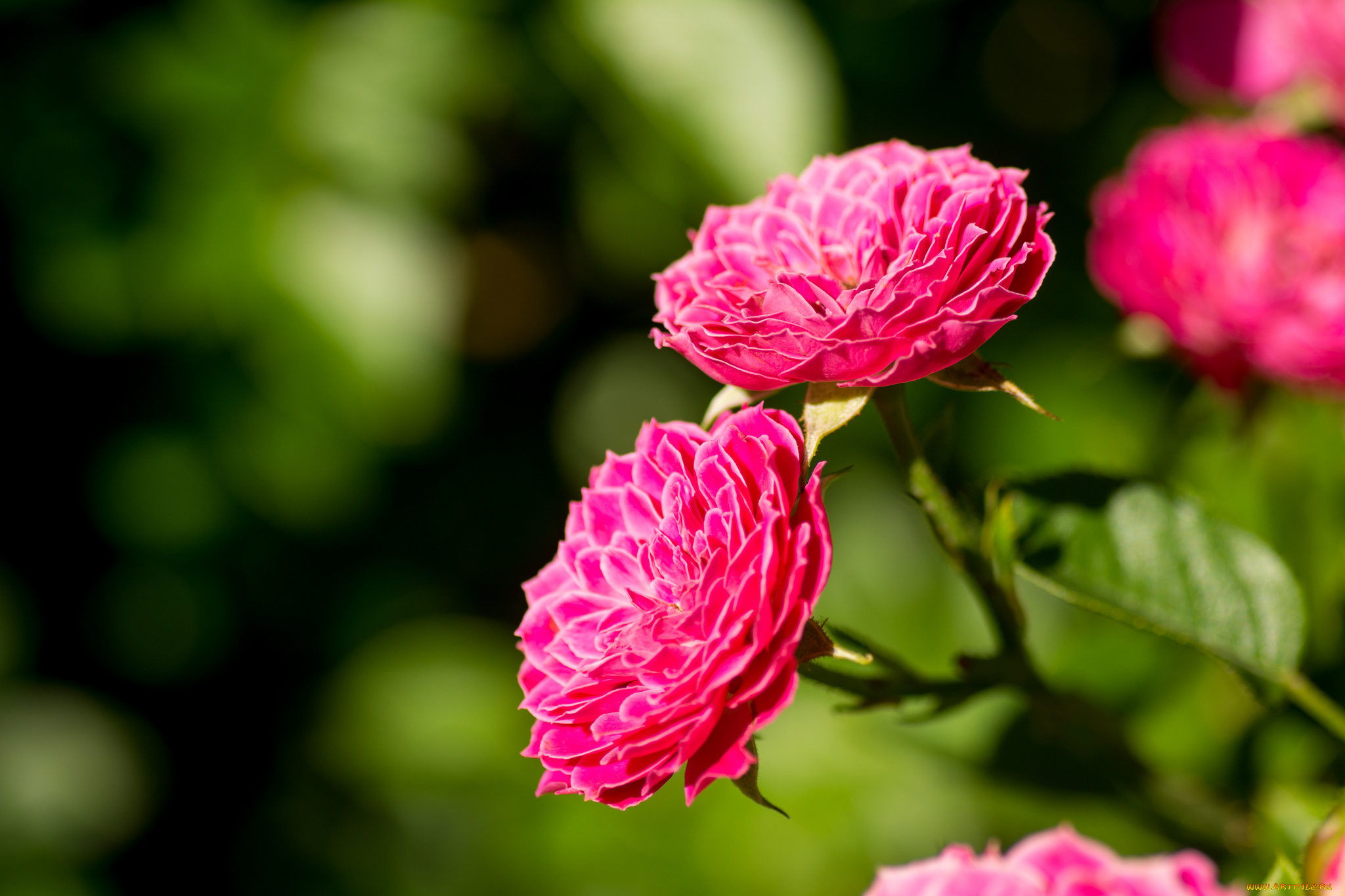 цветы, розы, розовый