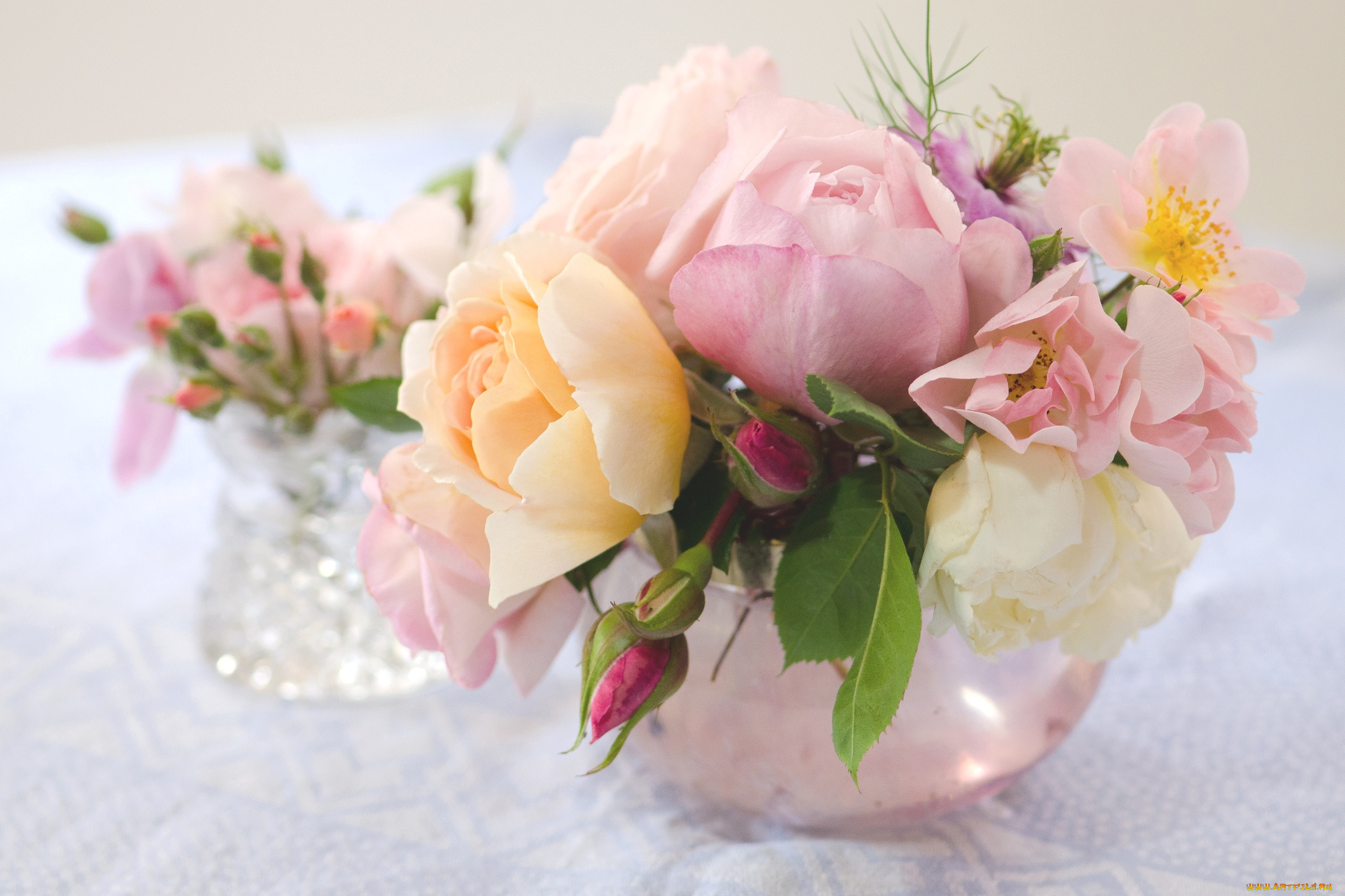 цветы, розы, розовый