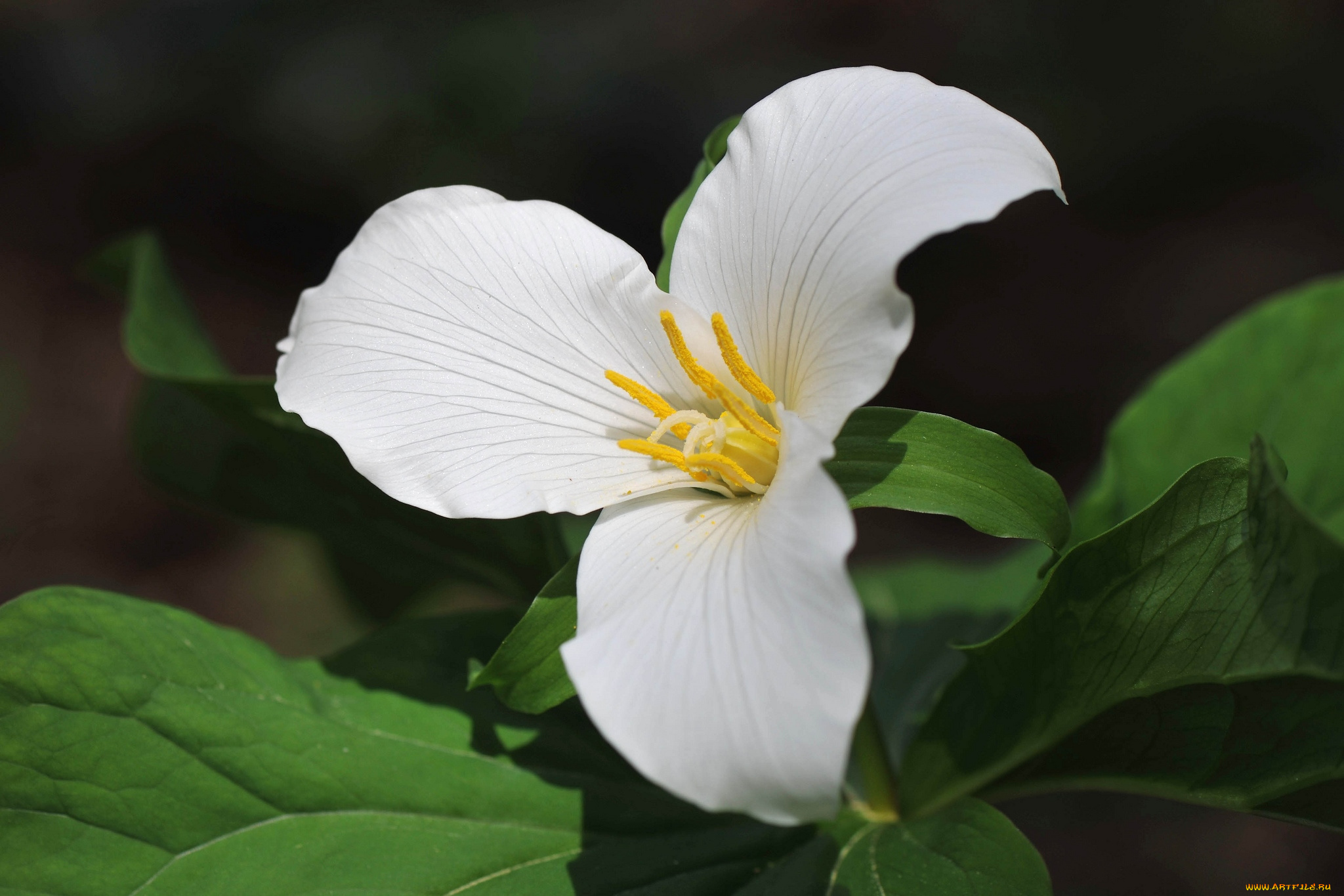 цветы, триллиумы, белый