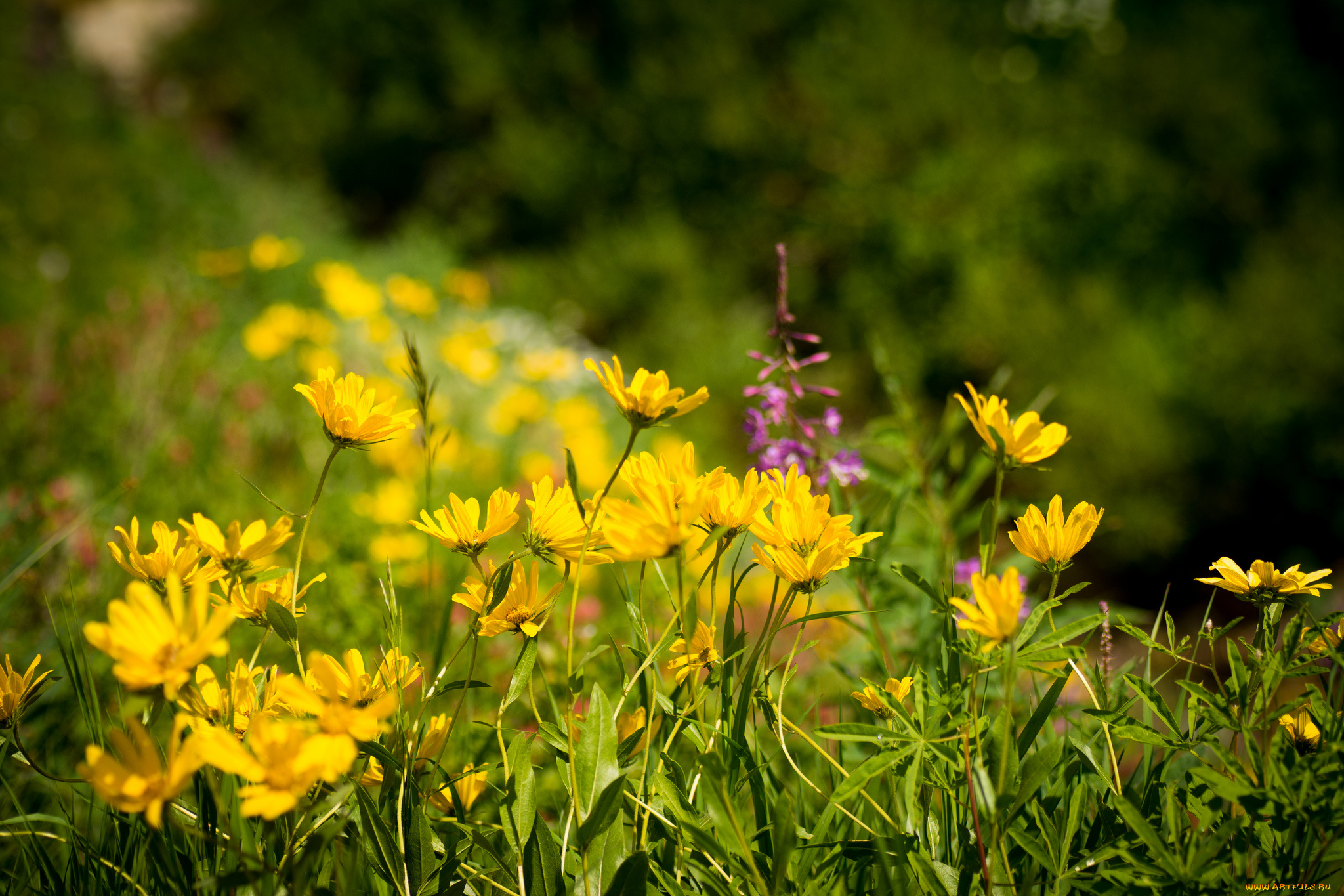 цветы, желтый