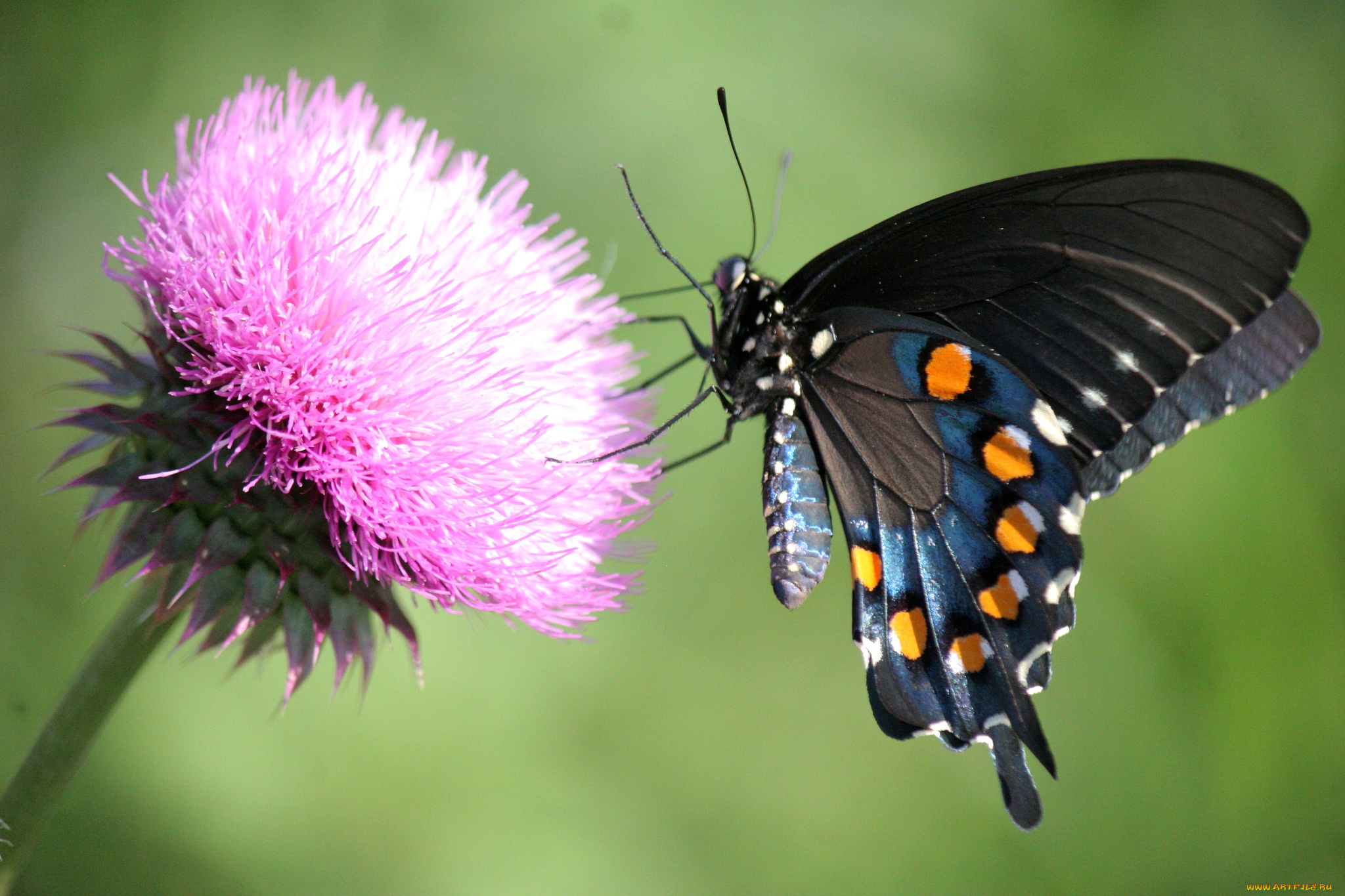 животные, бабочки, крылья