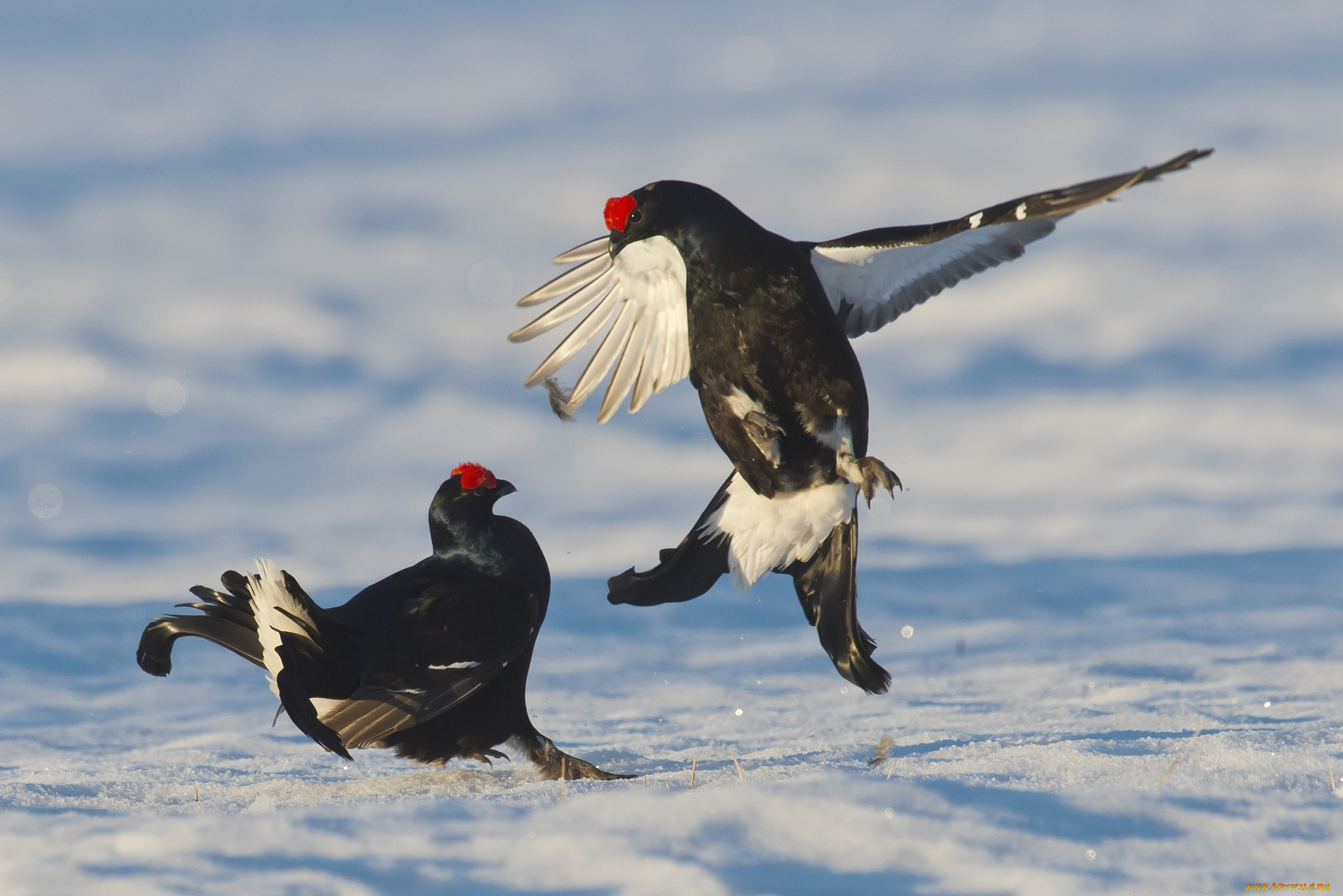 животные, глухари, тетерева, фазаны, бой