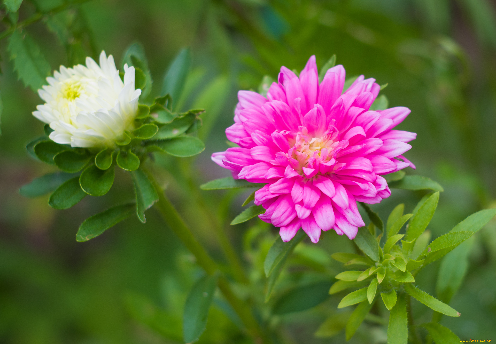 цветы, астры, макро
