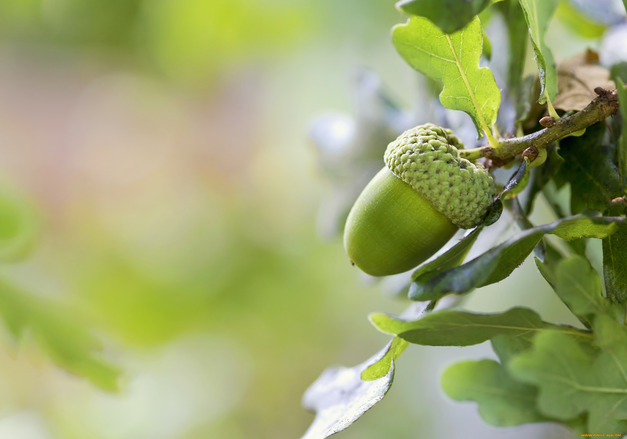 природа, шишки, жёлуди, каштаны, жёлудь, дуб, листья, макро