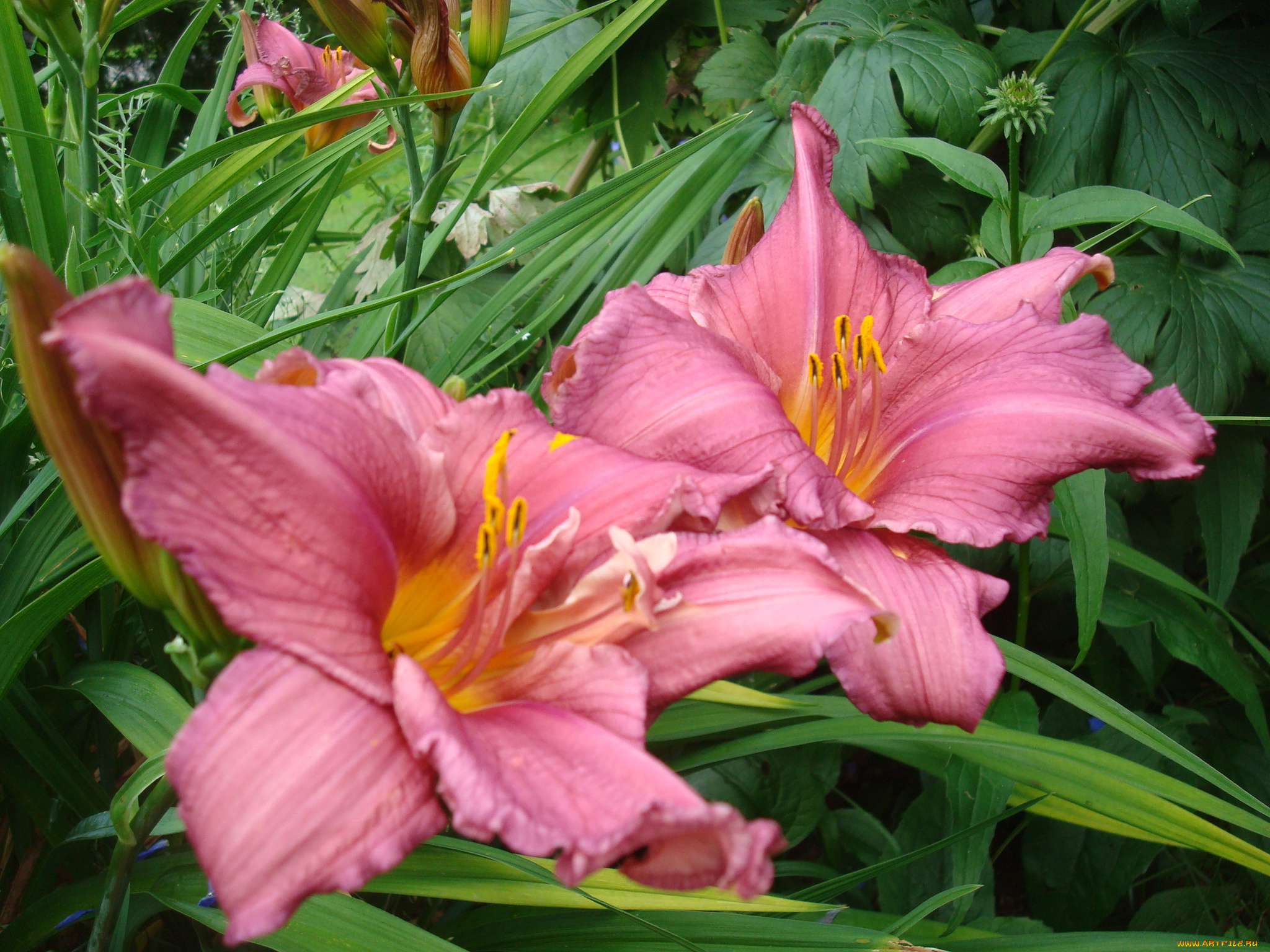 цветы, лилии, лилейники, лепестки, листья