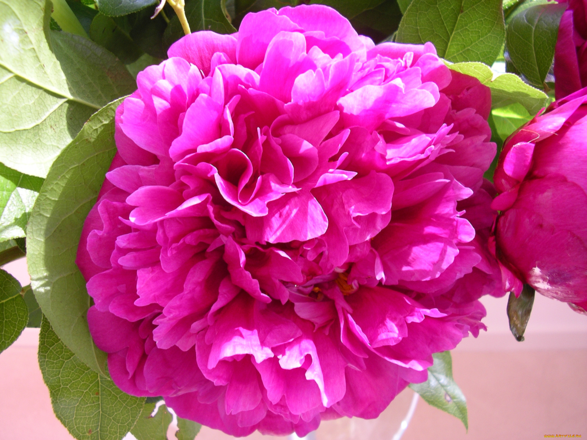 цветы, пионы, лепестки, листья