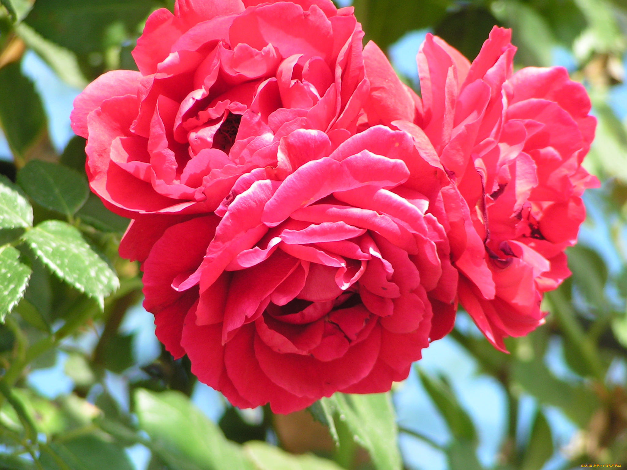 цветы, розы, лепестки, листья