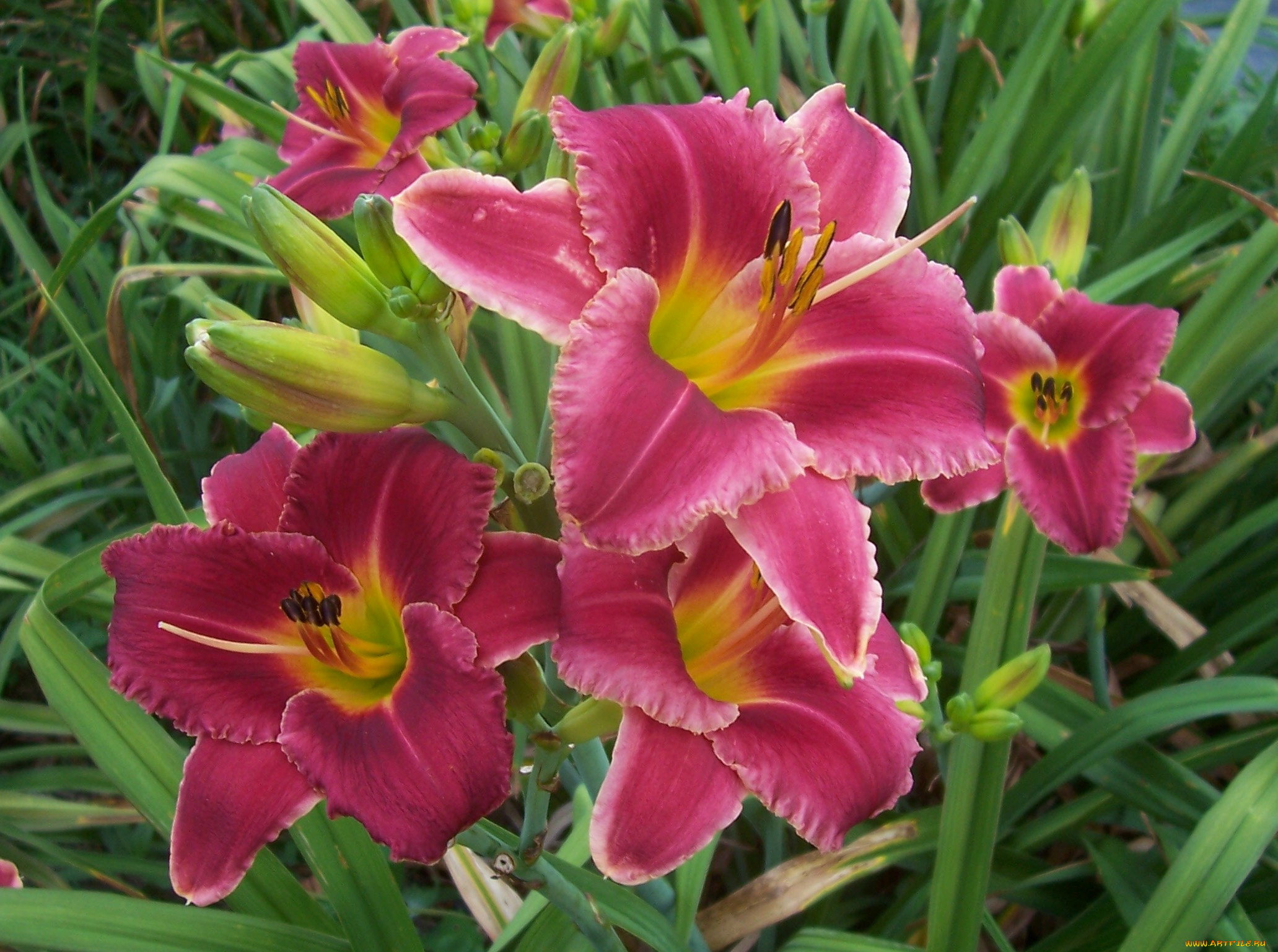 цветы, лилии, лилейники, лепестки, листья